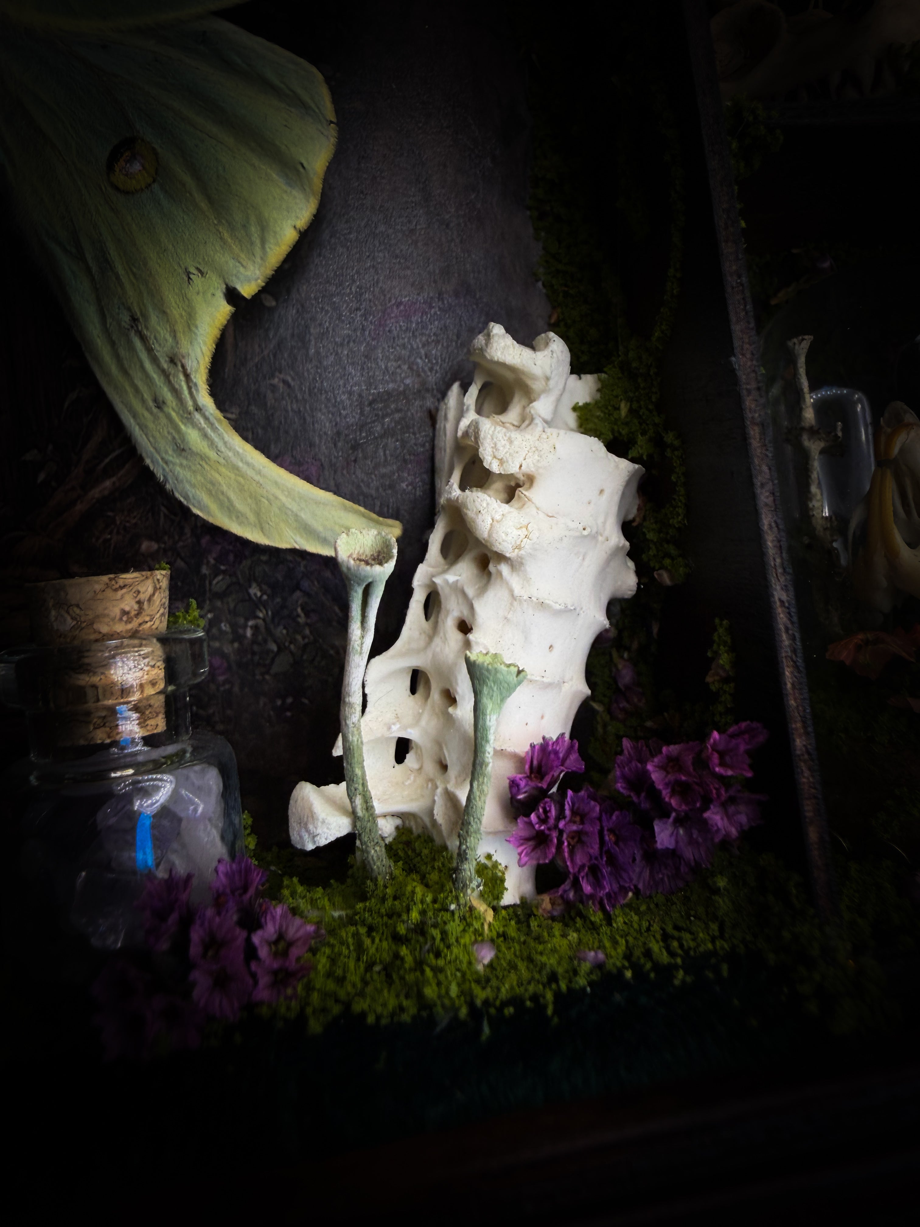 The Librarian | handmade whimsical witch's library shadowbox with Actias luna moth, miniature shelves, crystals, skulls, spell books and curiosities, dark wood frame with green velvet | Morbid Oddities
