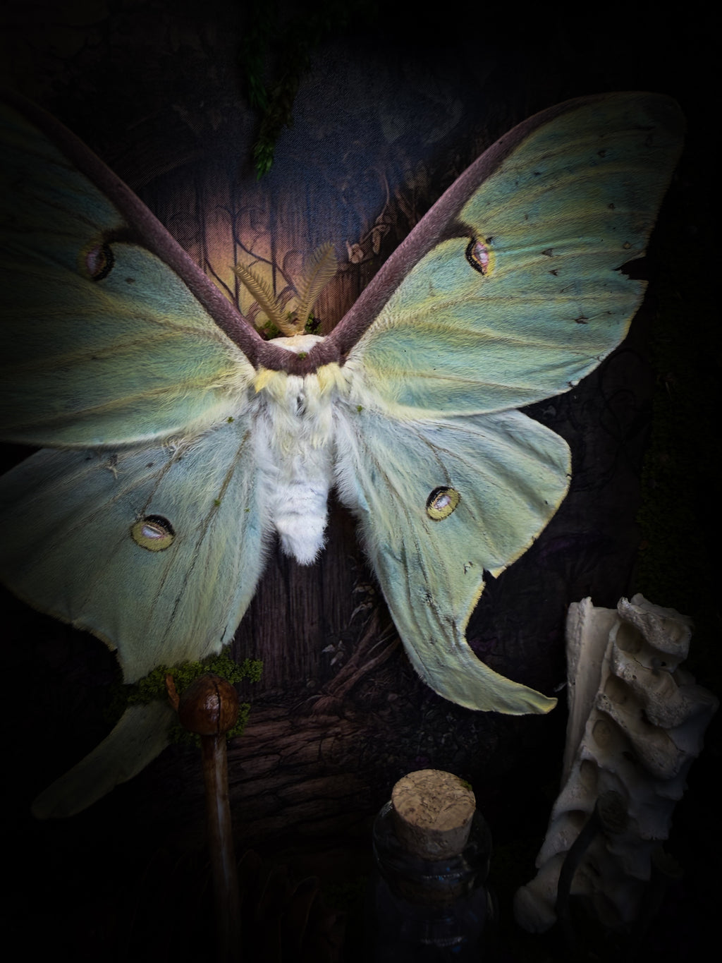The Librarian | handmade whimsical witch's library shadowbox with Actias luna moth, miniature shelves, crystals, skulls, spell books and curiosities, dark wood frame with green velvet | Morbid Oddities
