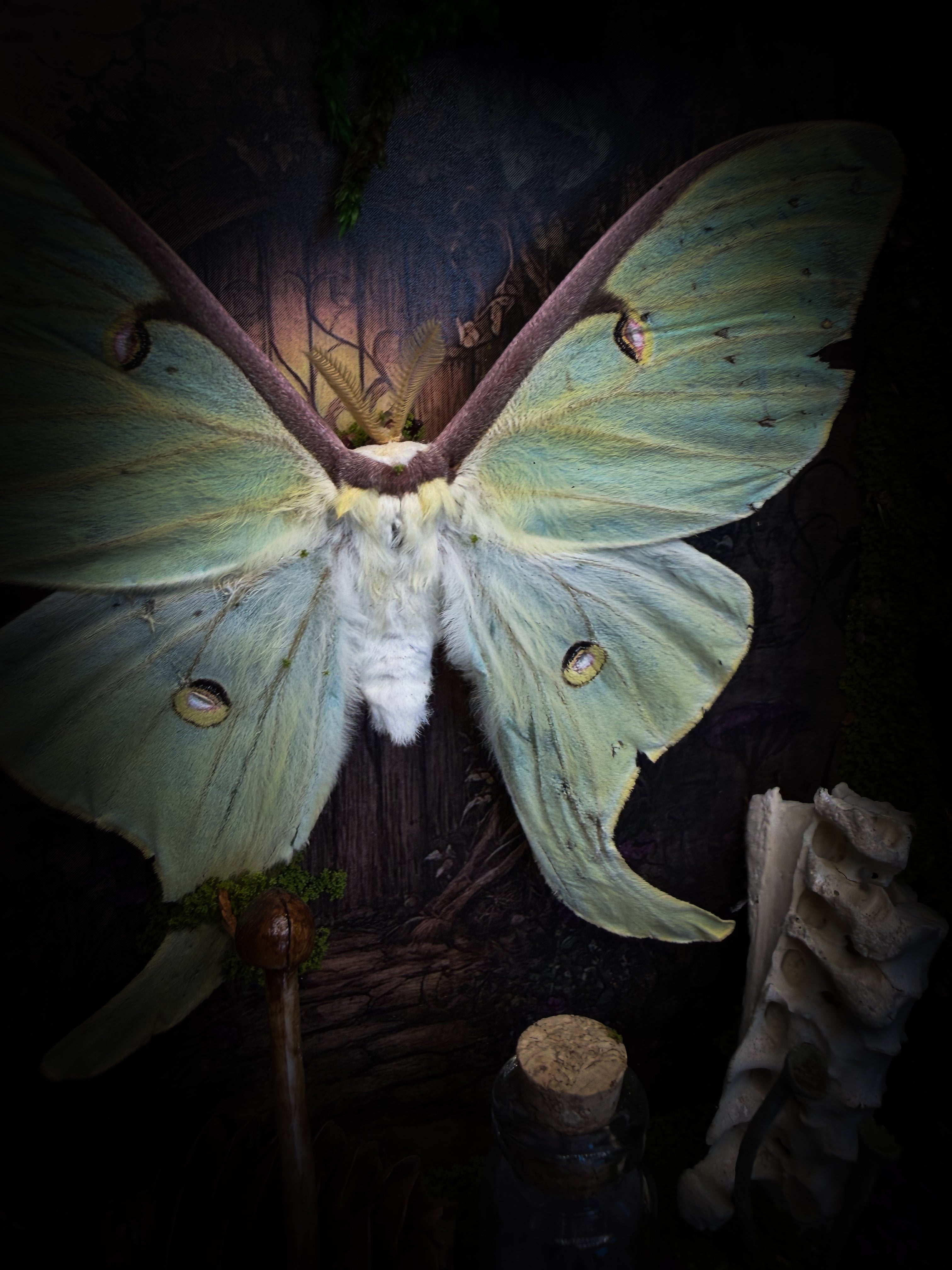 The Librarian | handmade whimsical witch's library shadowbox with Actias luna moth, miniature shelves, crystals, skulls, spell books and curiosities, dark wood frame with green velvet | Morbid Oddities
