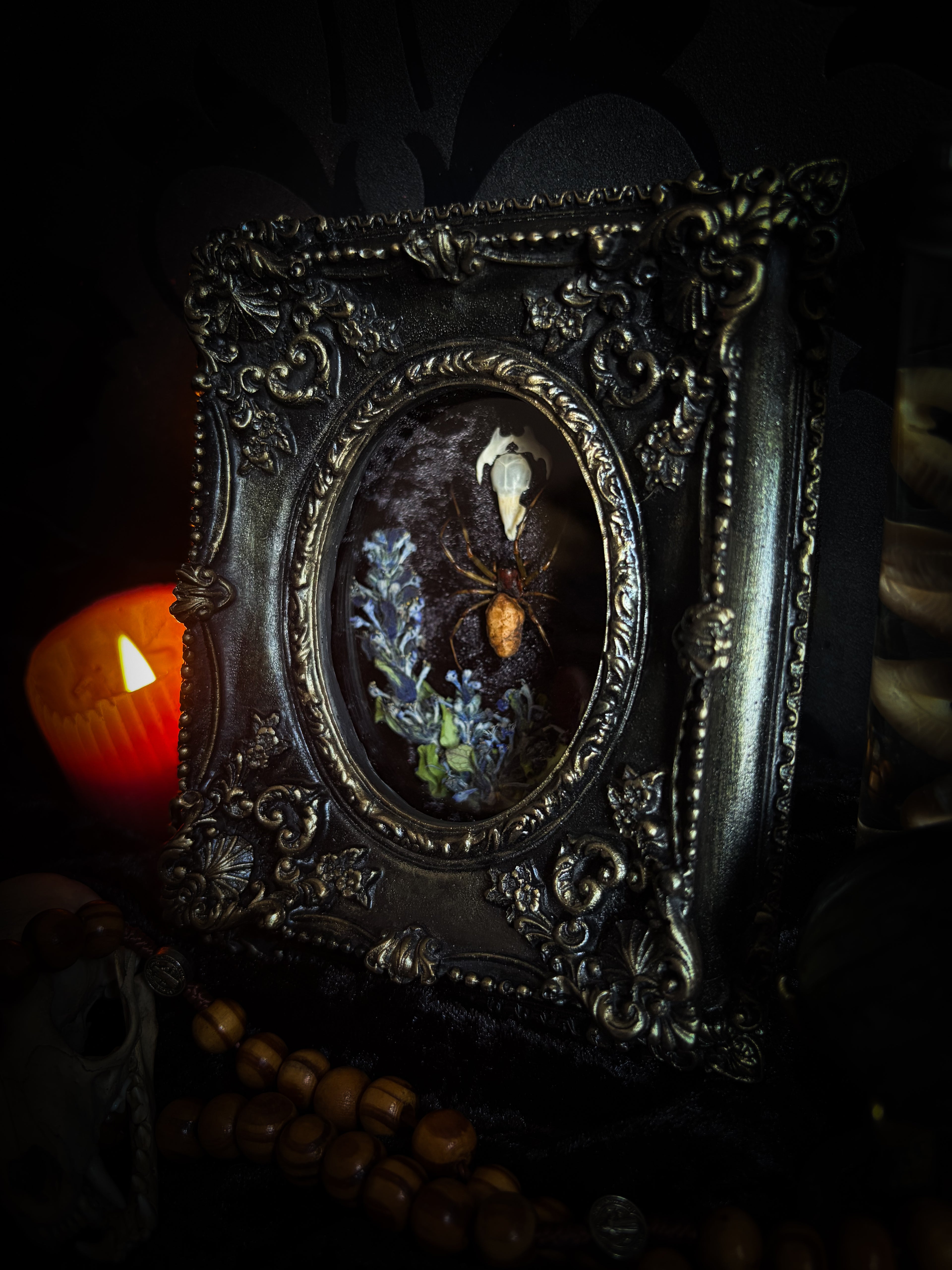 Arachne's Reliquary | handmade gothic shadowbox with Nephilengys malabarensis spider, shrew skull, black velvet and lace | Morbid Oddities
