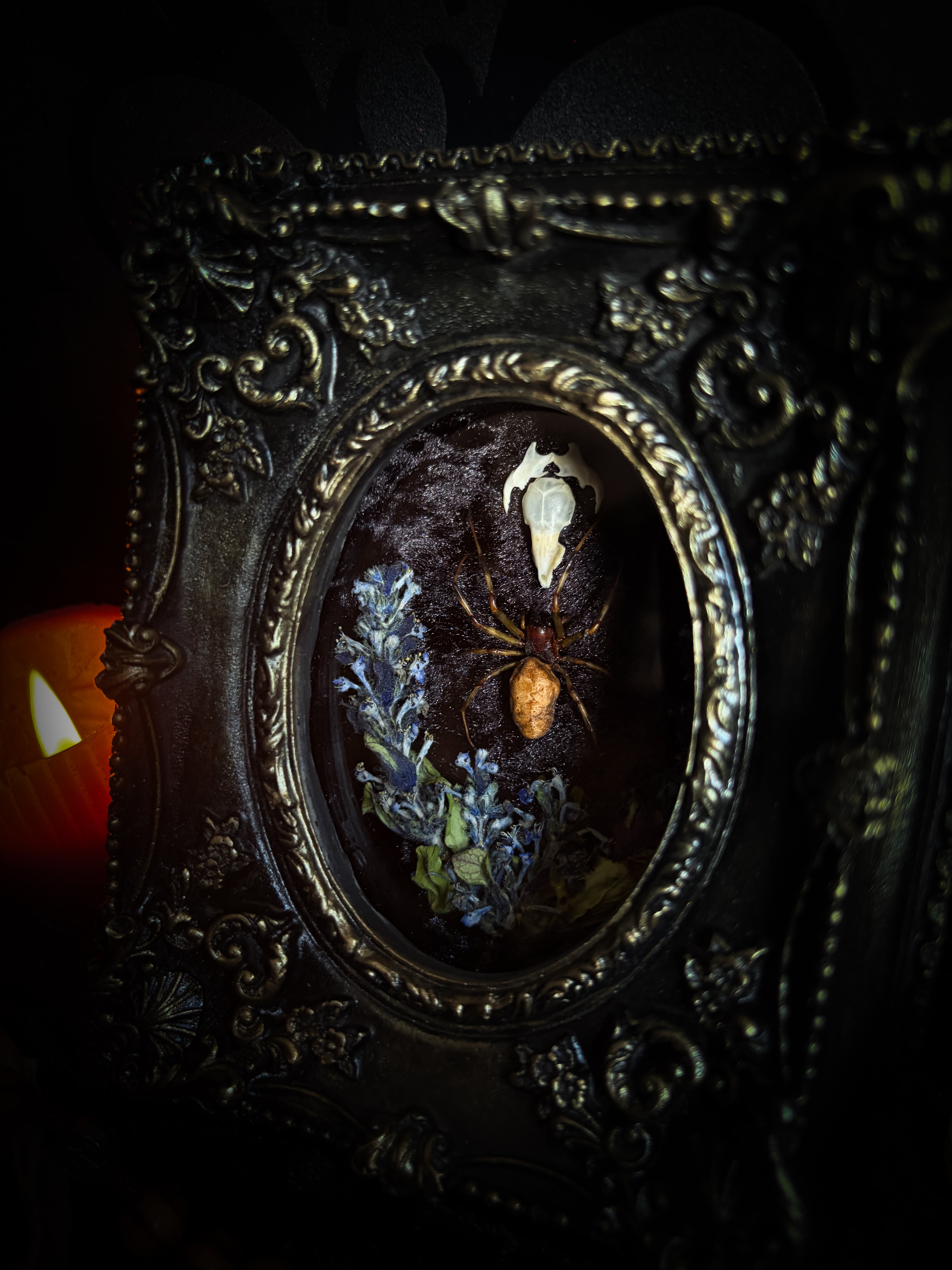 Arachne's Reliquary | handmade gothic shadowbox with Nephilengys malabarensis spider, shrew skull, black velvet and lace | Morbid Oddities

