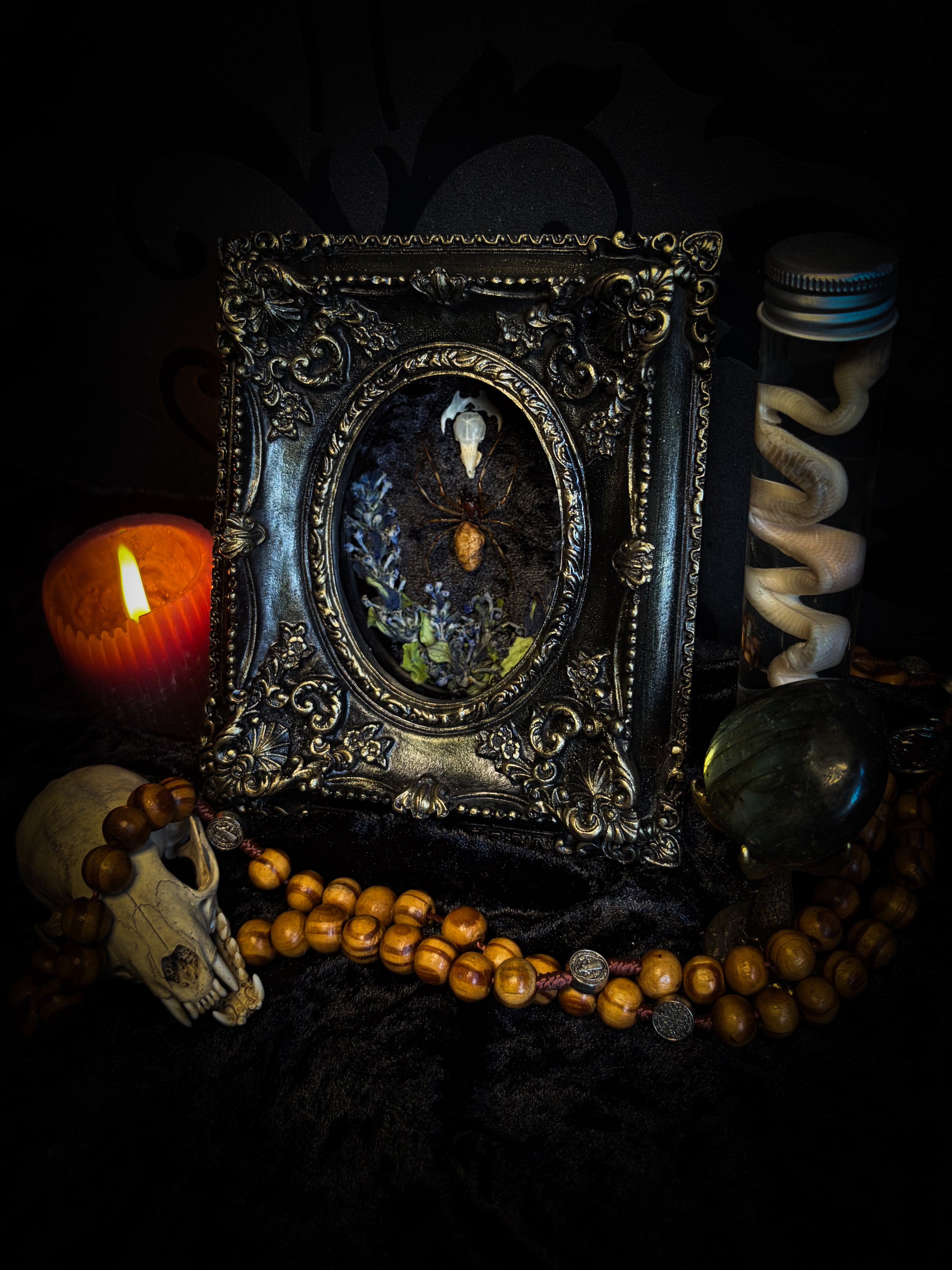Arachne's Reliquary | handmade gothic shadowbox with Nephilengys malabarensis spider, shrew skull, black velvet and lace | Morbid Oddities

