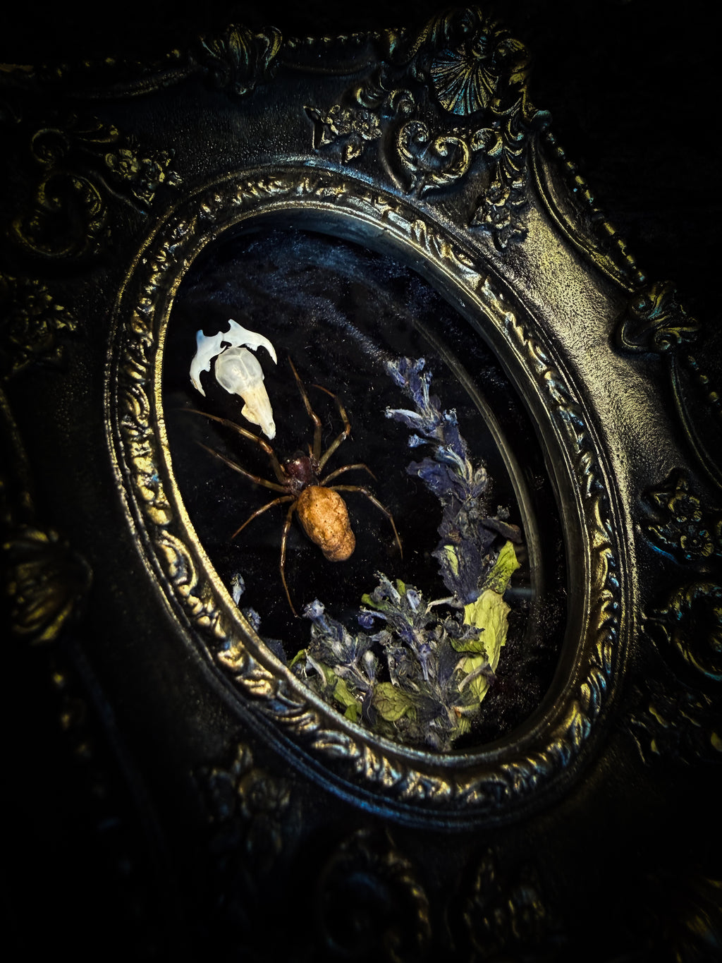 Arachne's Reliquary | handmade gothic shadowbox with Nephilengys malabarensis spider, shrew skull, black velvet and lace | Morbid Oddities
