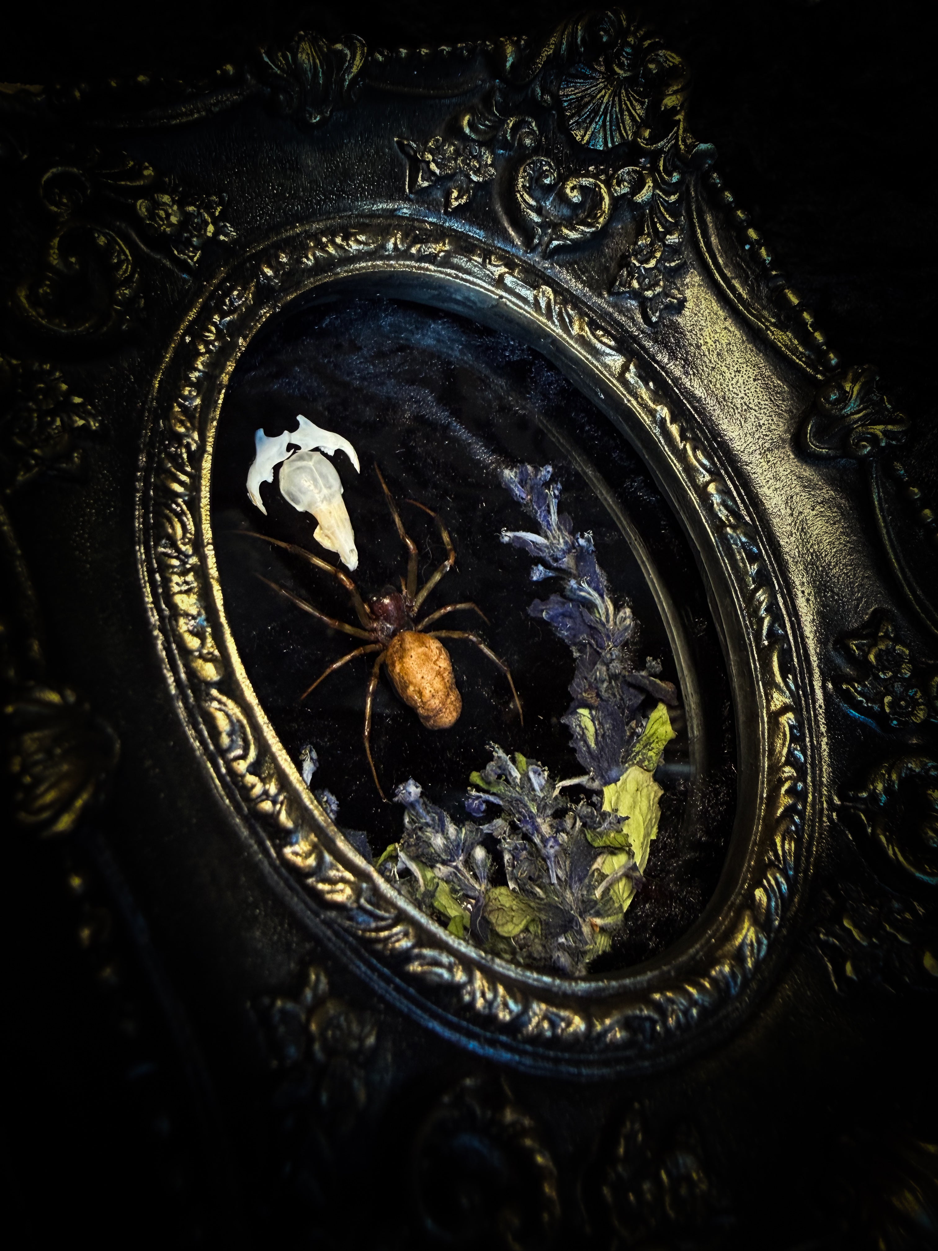 Arachne's Reliquary | handmade gothic shadowbox with Nephilengys malabarensis spider, shrew skull, black velvet and lace | Morbid Oddities
