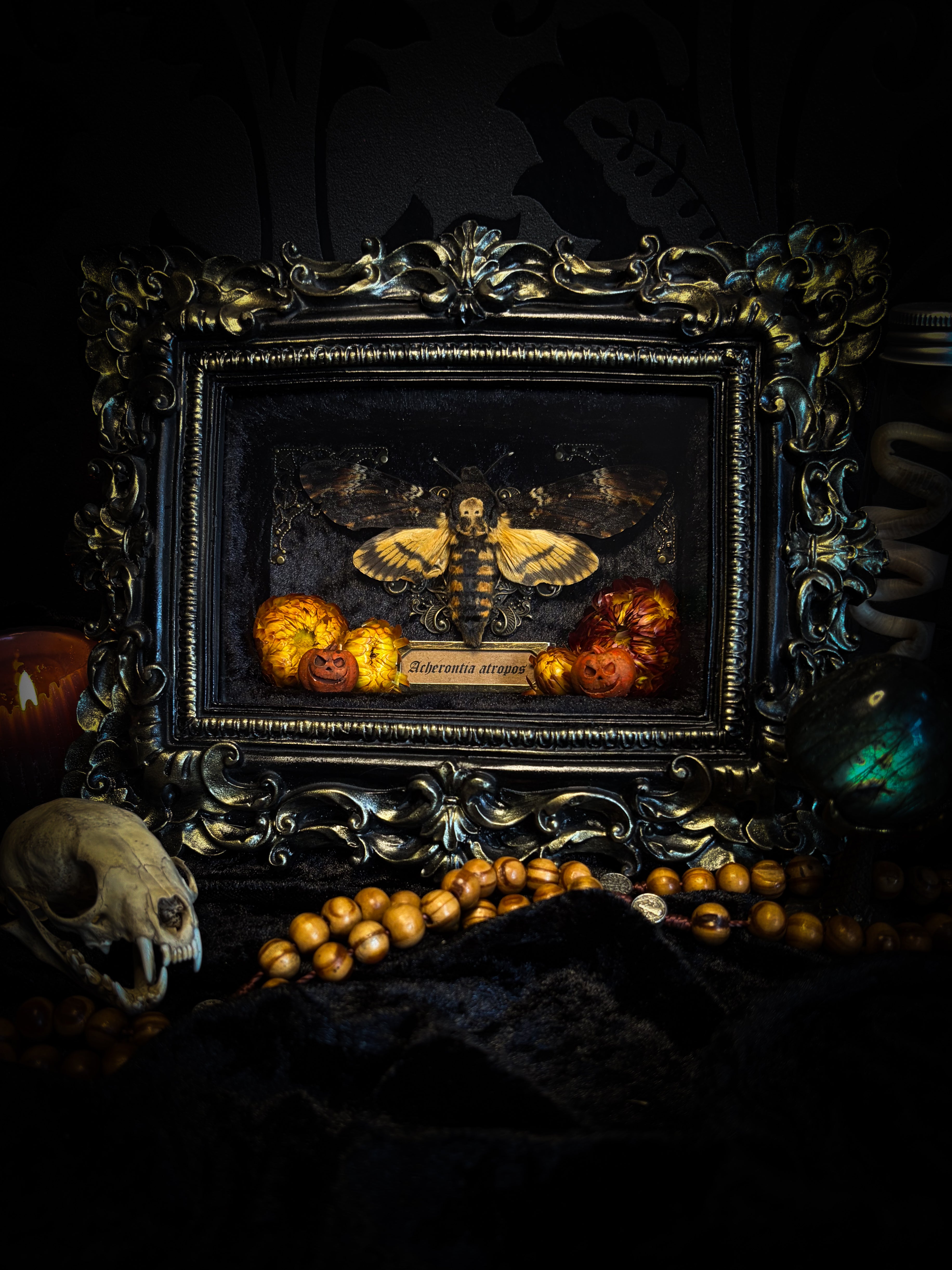 Death's Lantern | handmade gothic shadowbox with Acherontia atropos death's-head hawk-moth, dried pumpkins and flowers, black and gold baroque frame | Morbid Oddities
