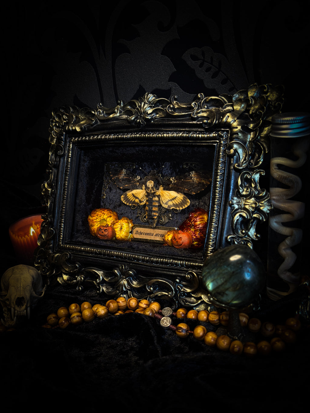 Death's Lantern | handmade gothic shadowbox with Acherontia atropos death's-head hawk-moth, dried pumpkins and flowers, black and gold baroque frame | Morbid Oddities
