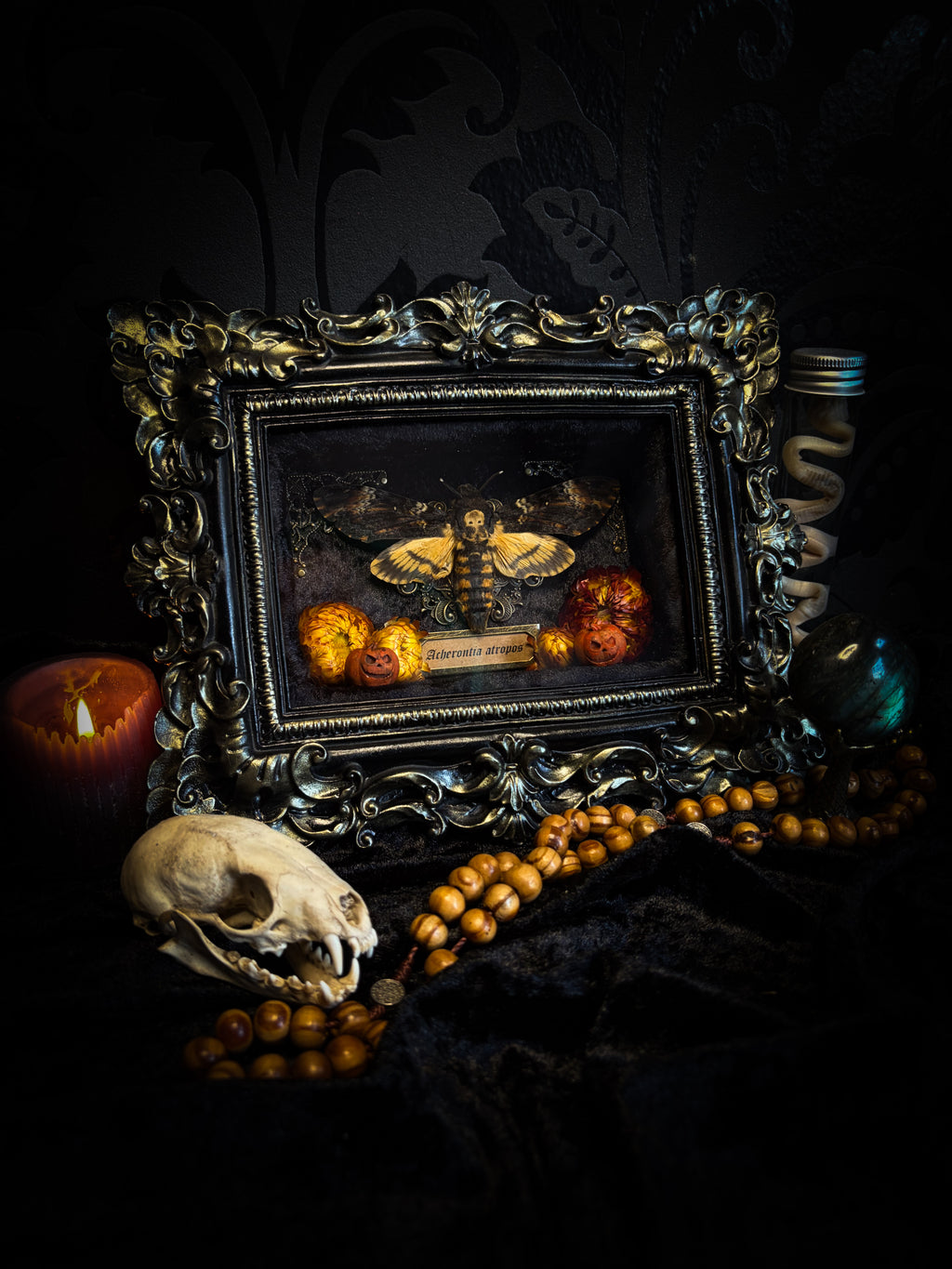 Death's Lantern | handmade gothic shadowbox with Acherontia atropos death's-head hawk-moth, dried pumpkins and flowers, black and gold baroque frame | Morbid Oddities
