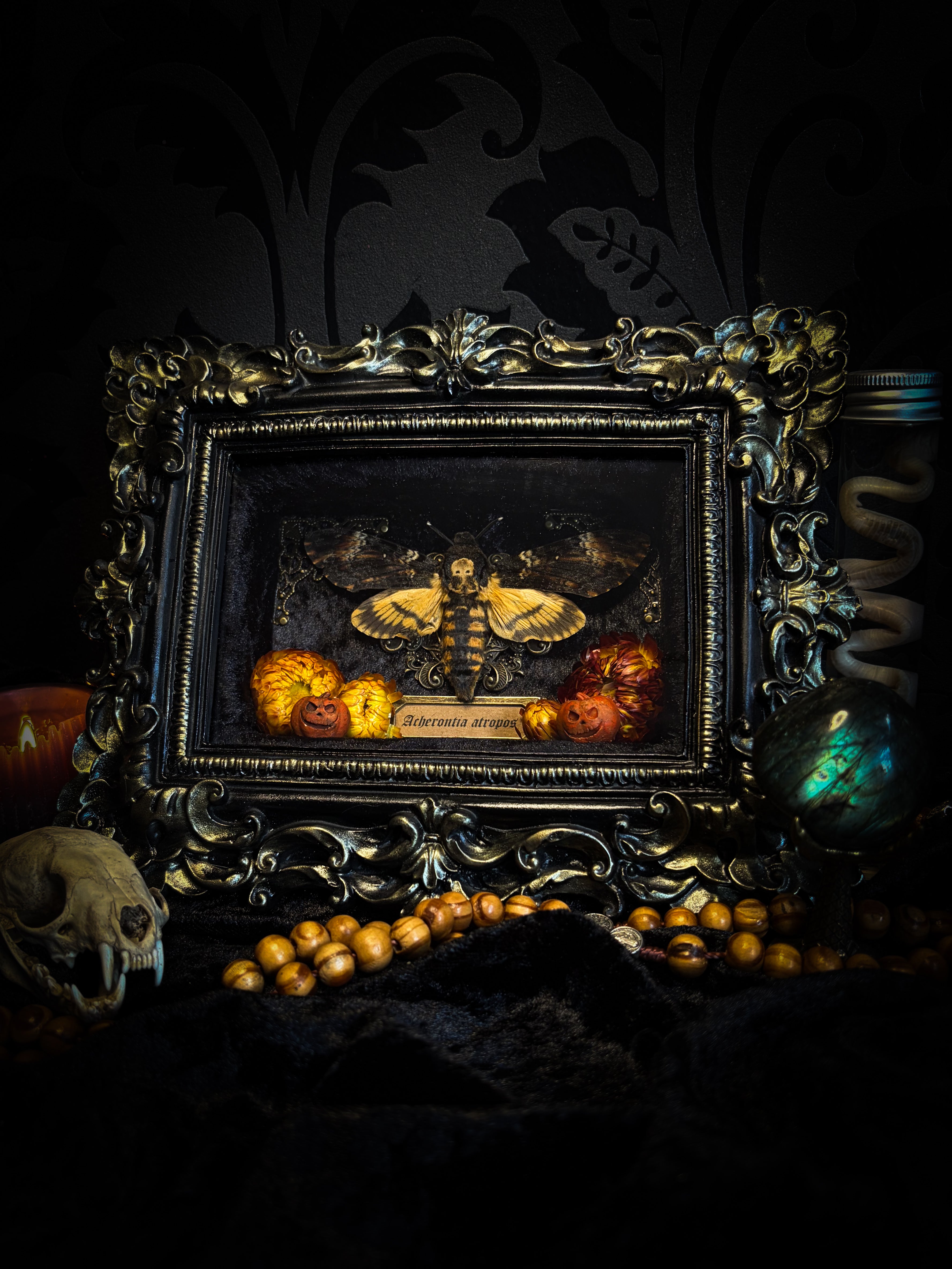 Death's Lantern | handmade gothic shadowbox with Acherontia atropos death's-head hawk-moth, dried pumpkins and flowers, black and gold baroque frame | Morbid Oddities
