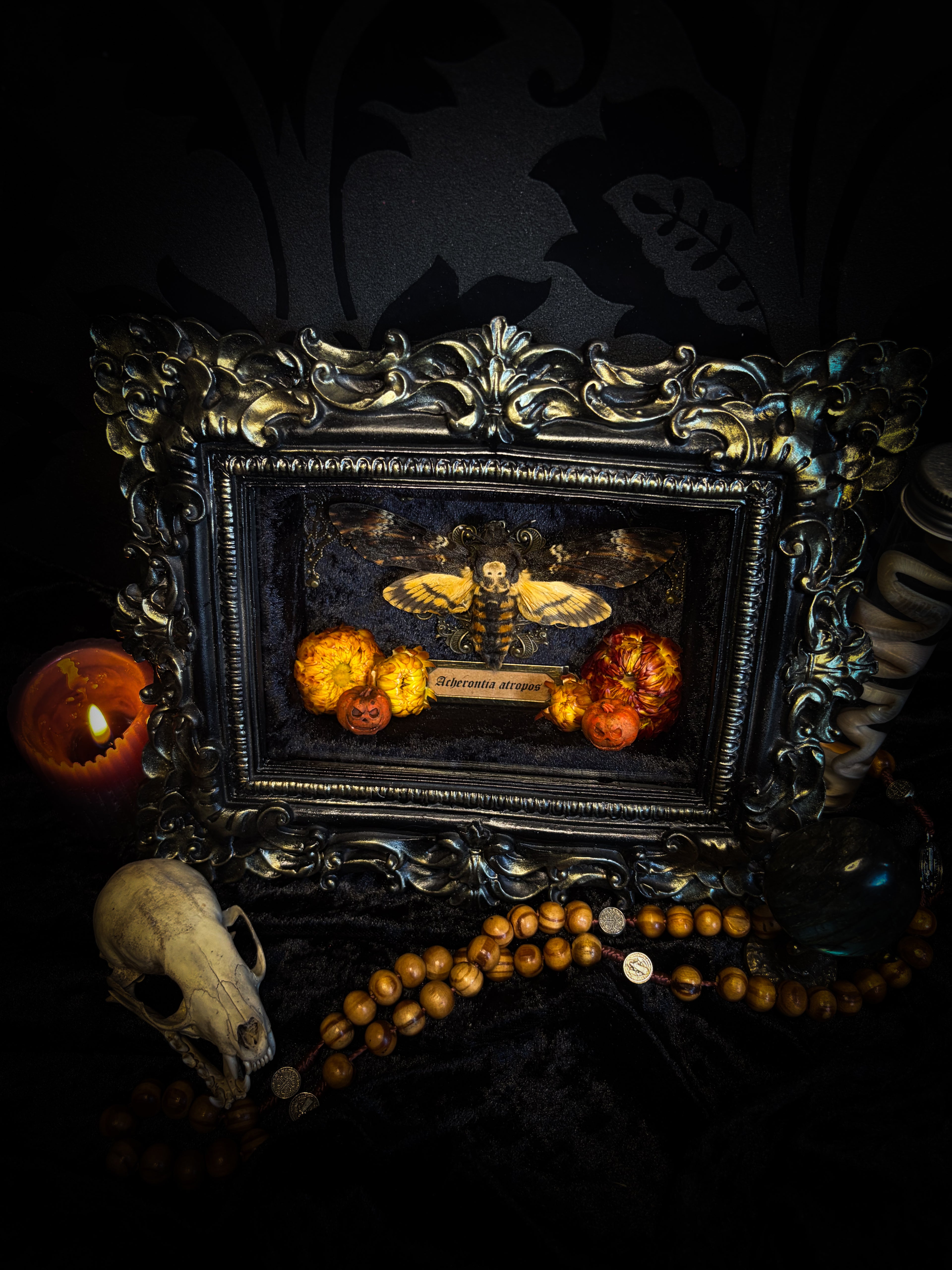 Death's Lantern | handmade gothic shadowbox with Acherontia atropos death's-head hawk-moth, dried pumpkins and flowers, black and gold baroque frame | Morbid Oddities

