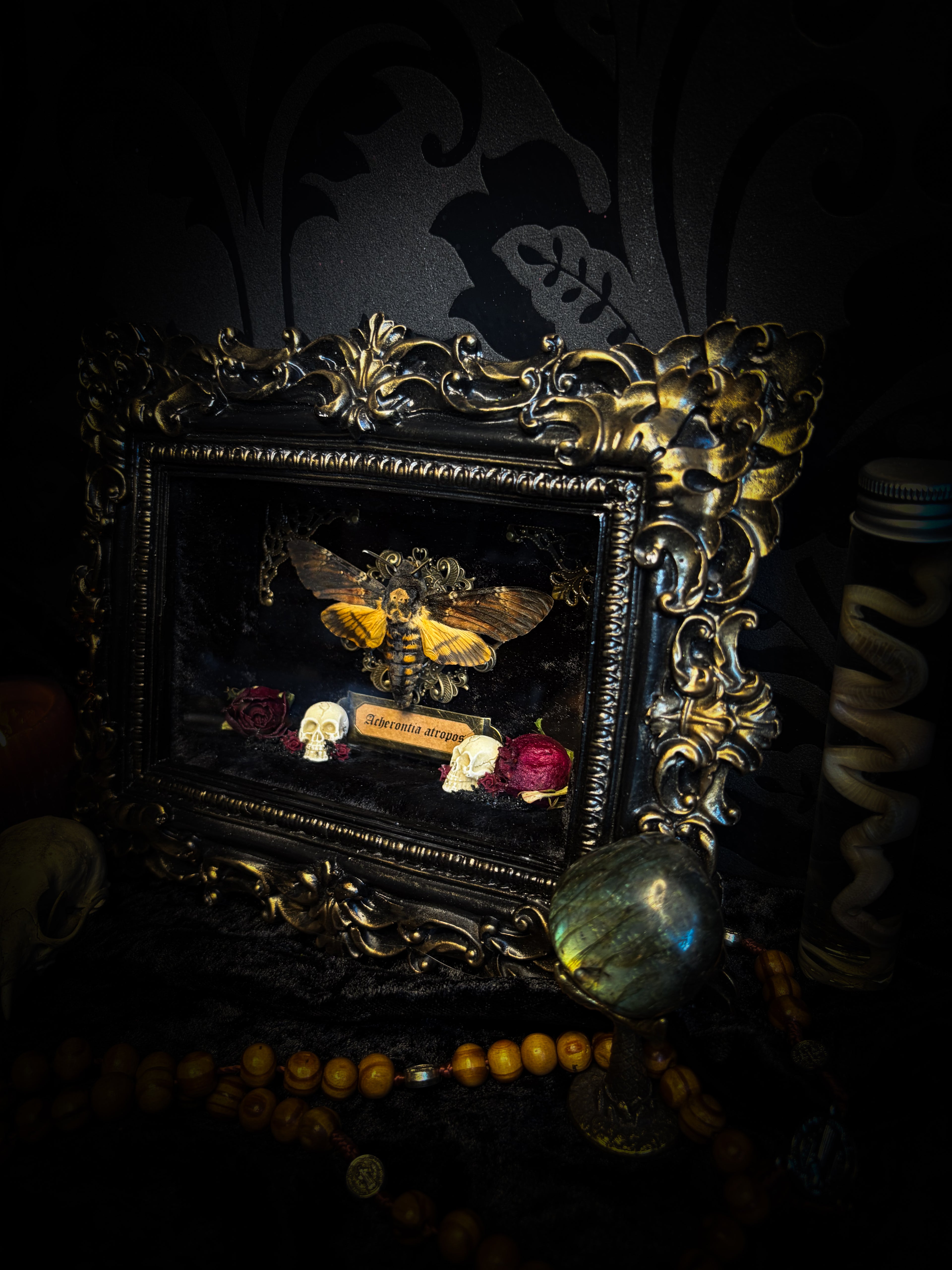 Death's Messenger | handmade gothic shadowbox with Acherontia atropos death's-head hawk-moth, dried roses, mini skulls, black and gold baroque frame | Morbid Oddities
