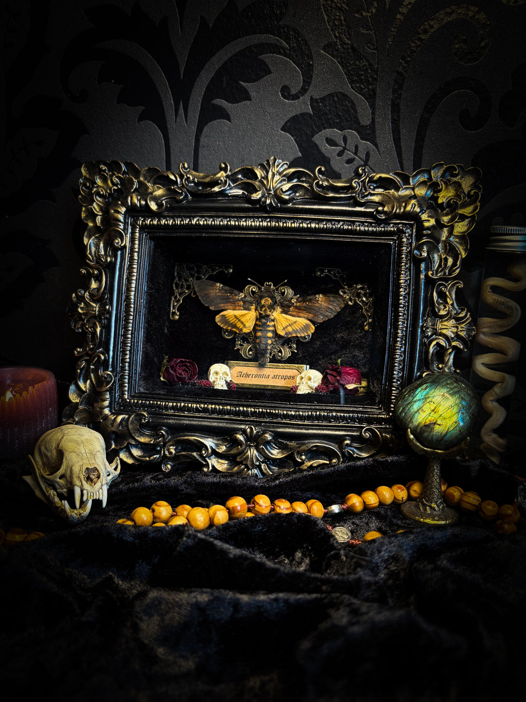 Death's Messenger | handmade gothic shadowbox with Acherontia atropos death's-head hawk-moth, dried roses, mini skulls, black and gold baroque frame | Morbid Oddities
