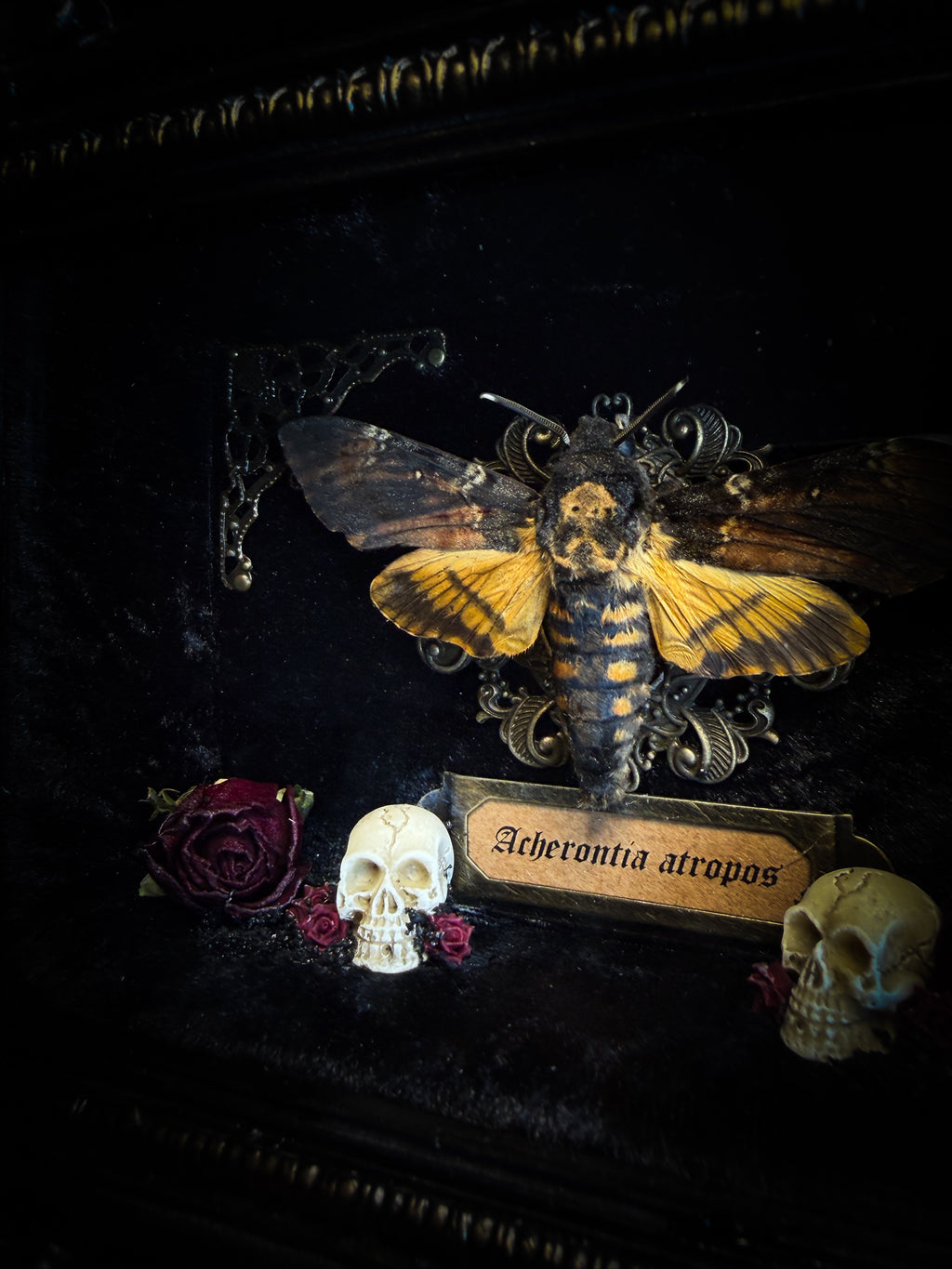 Death's Messenger | handmade gothic shadowbox with Acherontia atropos death's-head hawk-moth, dried roses, mini skulls, black and gold baroque frame | Morbid Oddities
