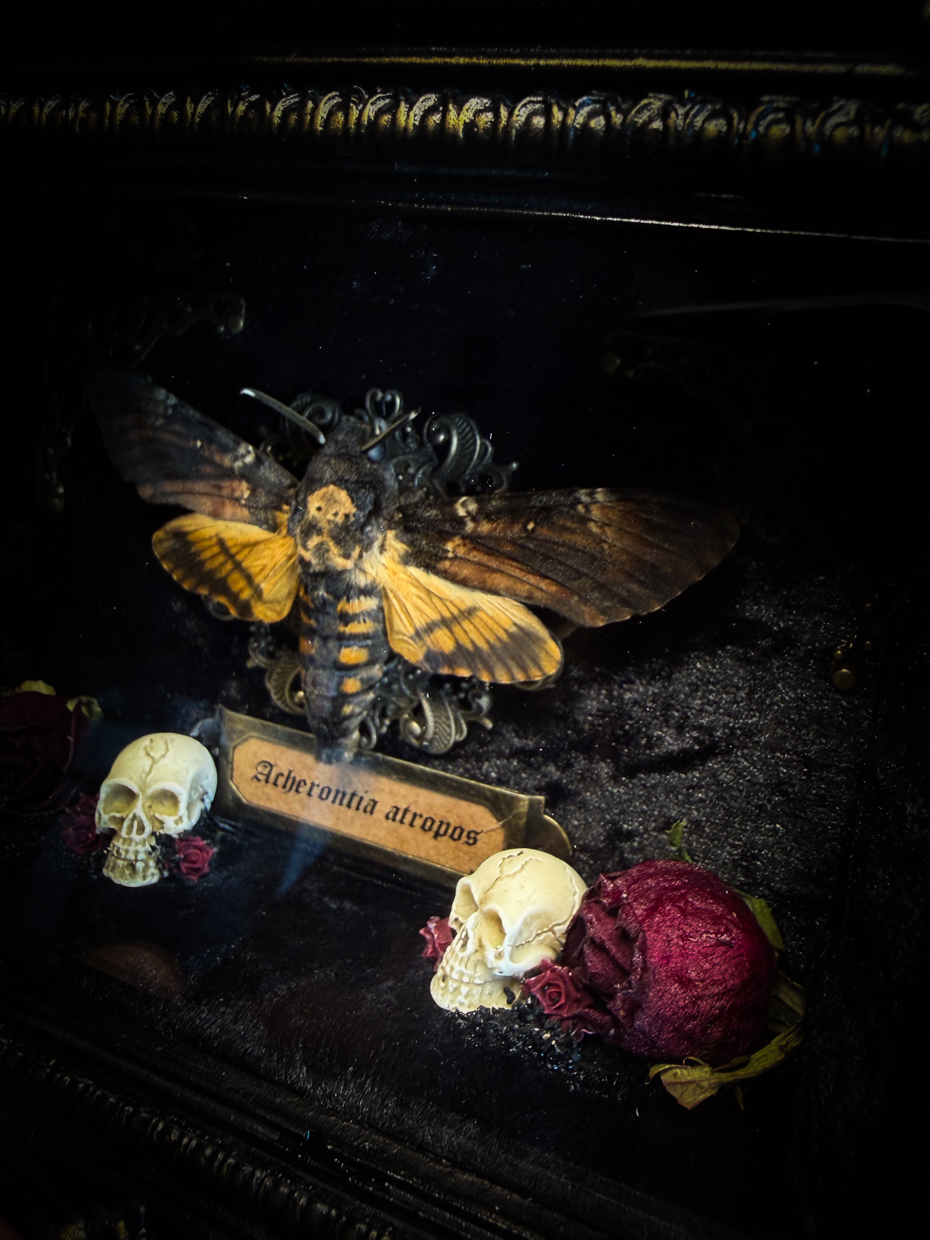 Death's Messenger | handmade gothic shadowbox with Acherontia atropos death's-head hawk-moth, dried roses, mini skulls, black and gold baroque frame | Morbid Oddities
