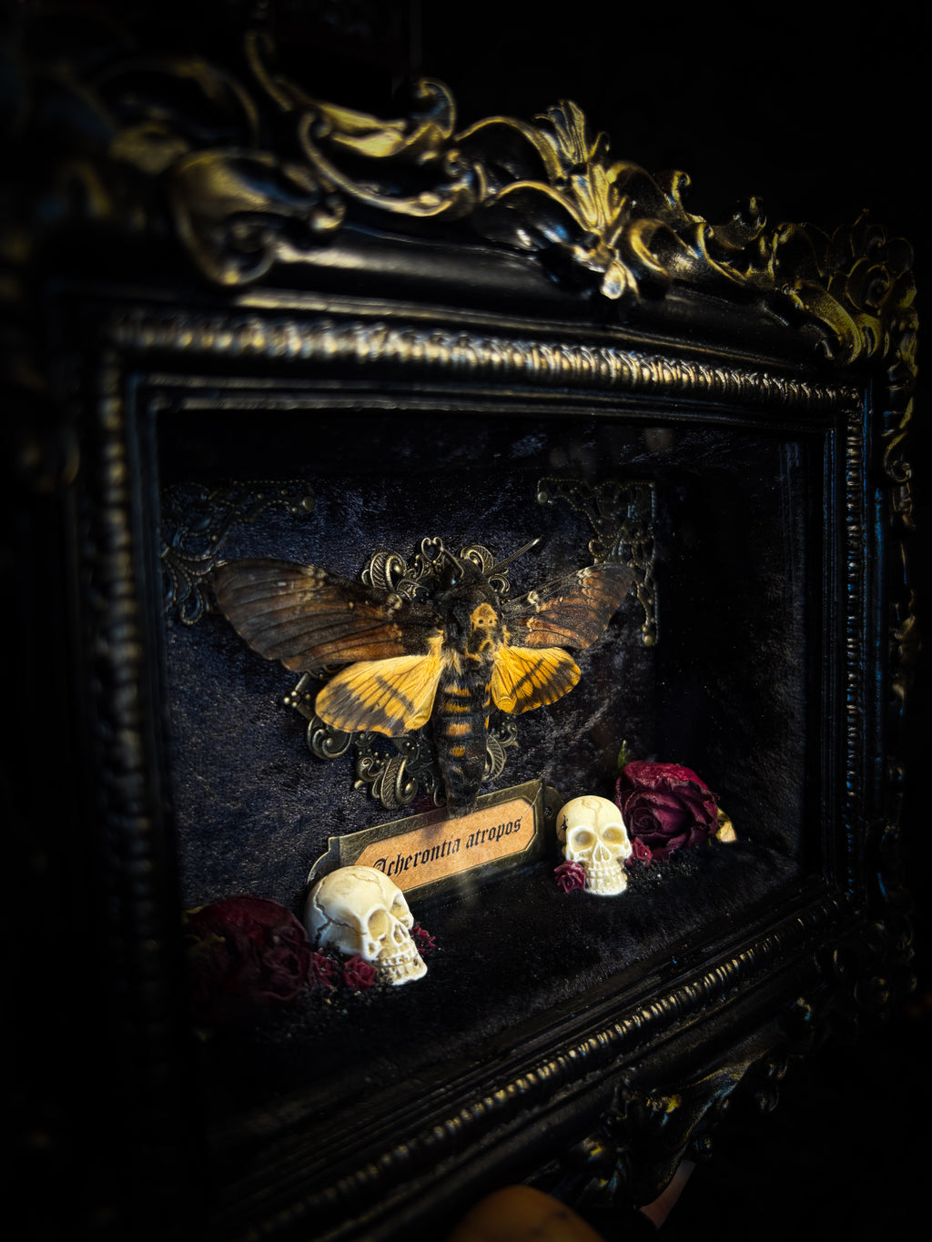 Death's Messenger | handmade gothic shadowbox with Acherontia atropos death's-head hawk-moth, dried roses, mini skulls, black and gold baroque frame | Morbid Oddities
