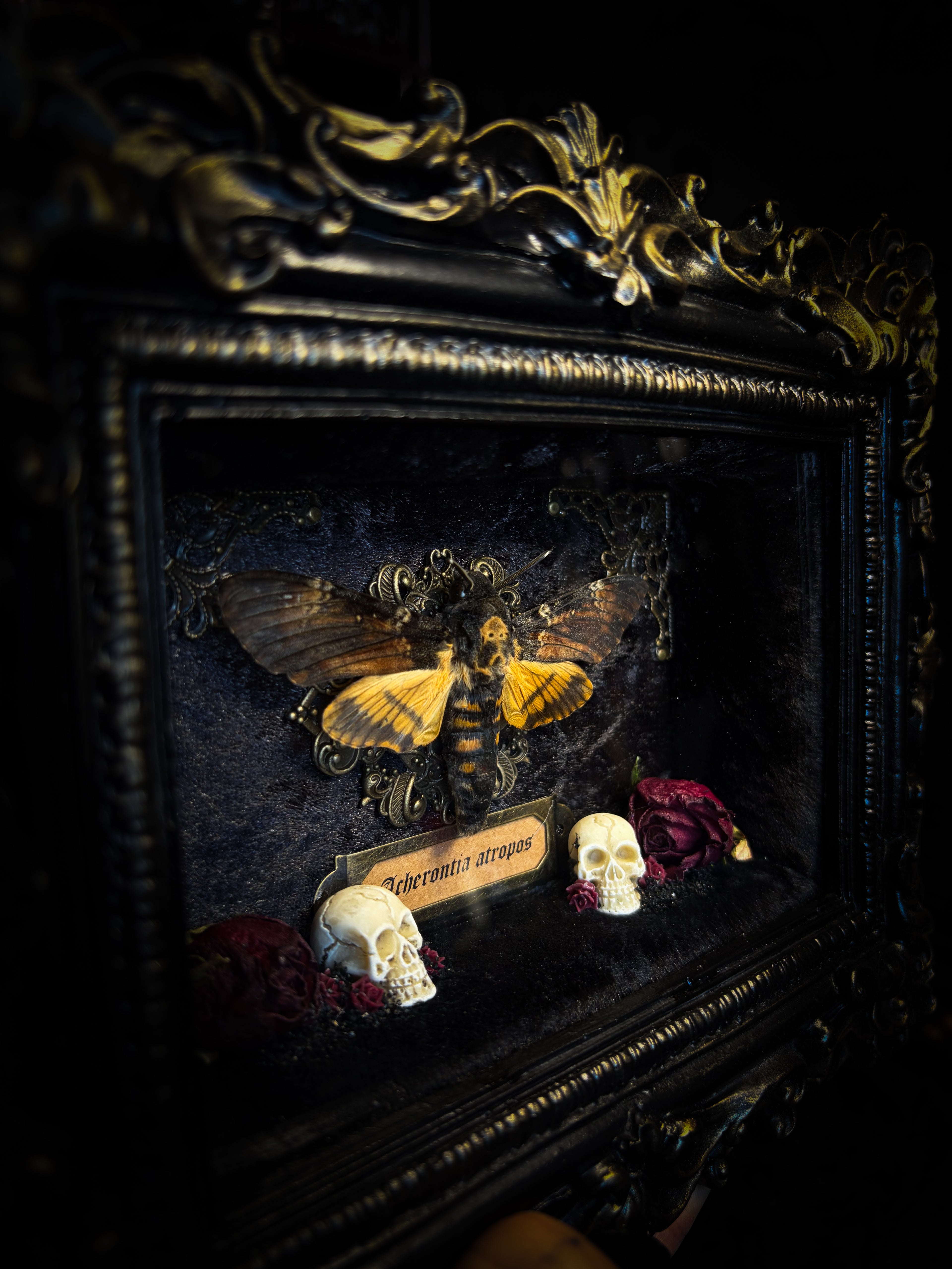 Death's Messenger | handmade gothic shadowbox with Acherontia atropos death's-head hawk-moth, dried roses, mini skulls, black and gold baroque frame | Morbid Oddities
