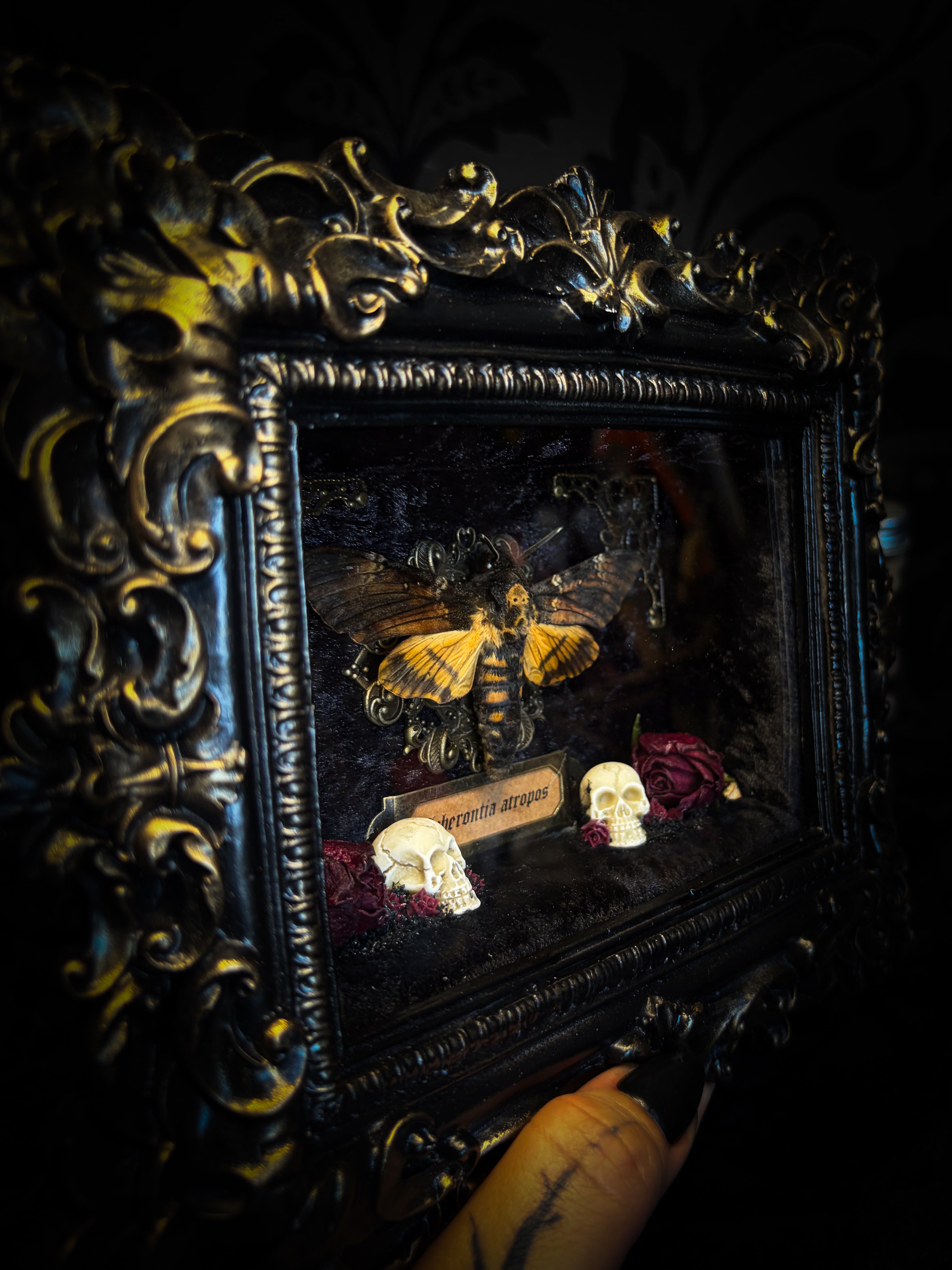 Death's Messenger | handmade gothic shadowbox with Acherontia atropos death's-head hawk-moth, dried roses, mini skulls, black and gold baroque frame | Morbid Oddities
