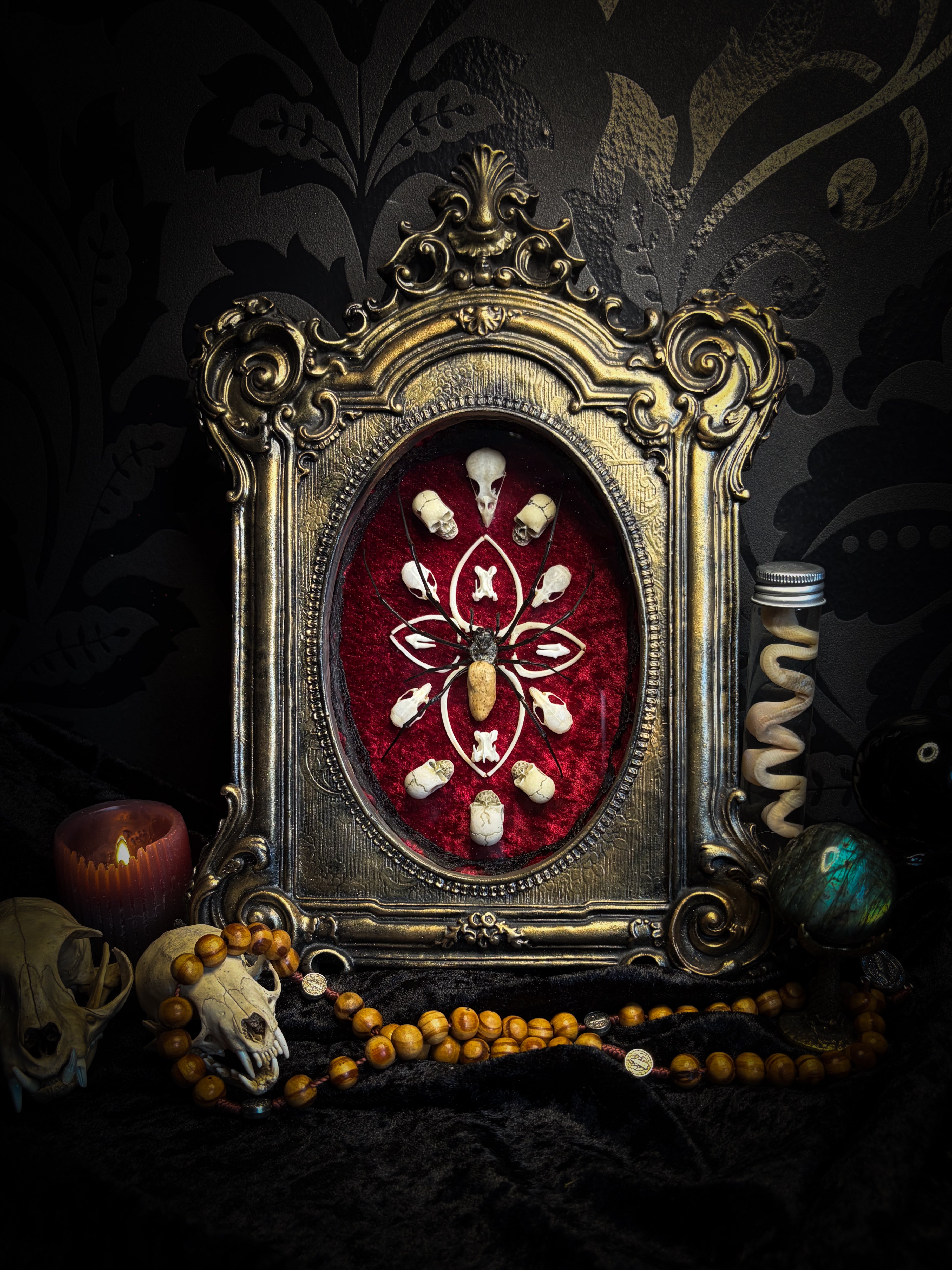 Ossuary Maswerk | handmade gothic shadowbox with Nephilia vitiana spider, real animal skulls and bones in bone maswerk, crimson velvet | Morbid Oddities
