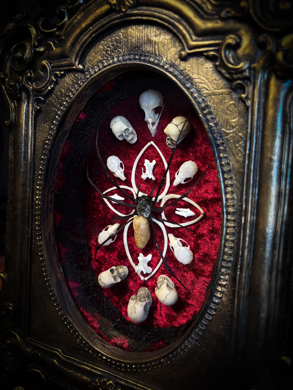 Ossuary Maswerk | handmade gothic shadowbox with Nephilia vitiana spider, real animal skulls and bones in bone maswerk, crimson velvet | Morbid Oddities
