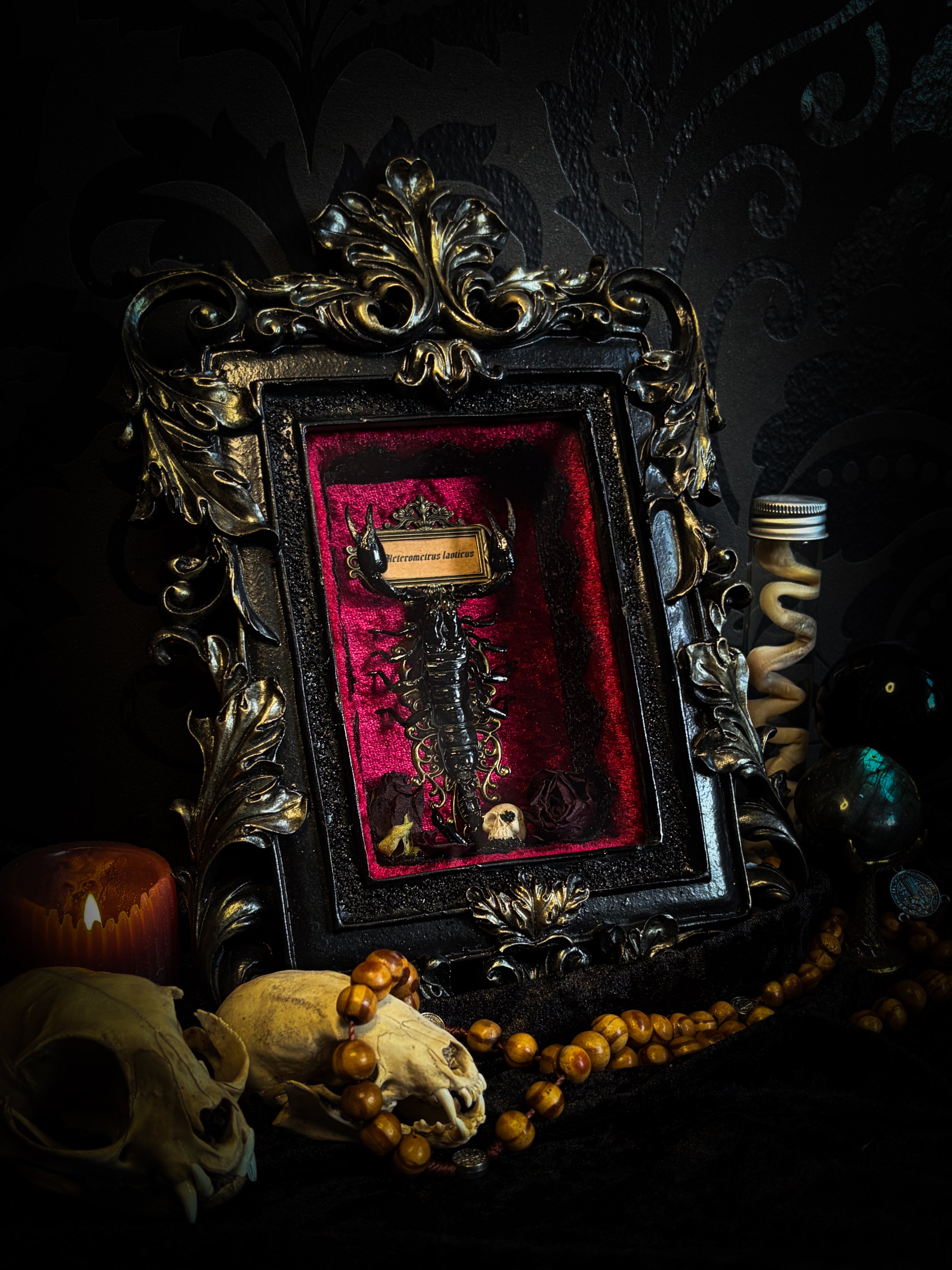 Crimson Throne | handmade gothic shadowbox with real preserved scorpion, crimson velvet, baroque hand-cast frame | Morbid Oddities
