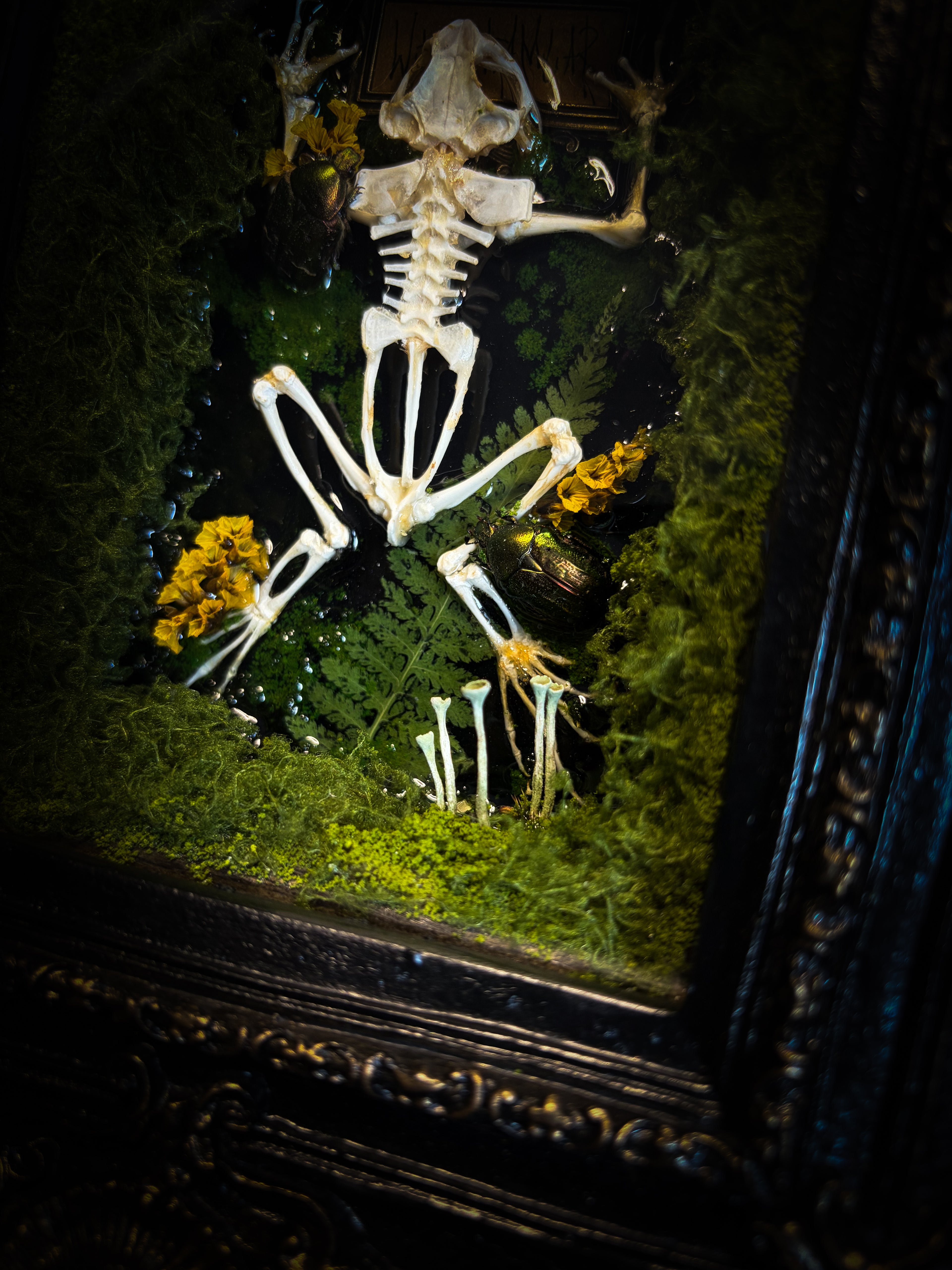 Bufo Viridis | handmade gothic shadowbox with toad skeleton, resin lake surface, green beetles and moss | Morbid Oddities
