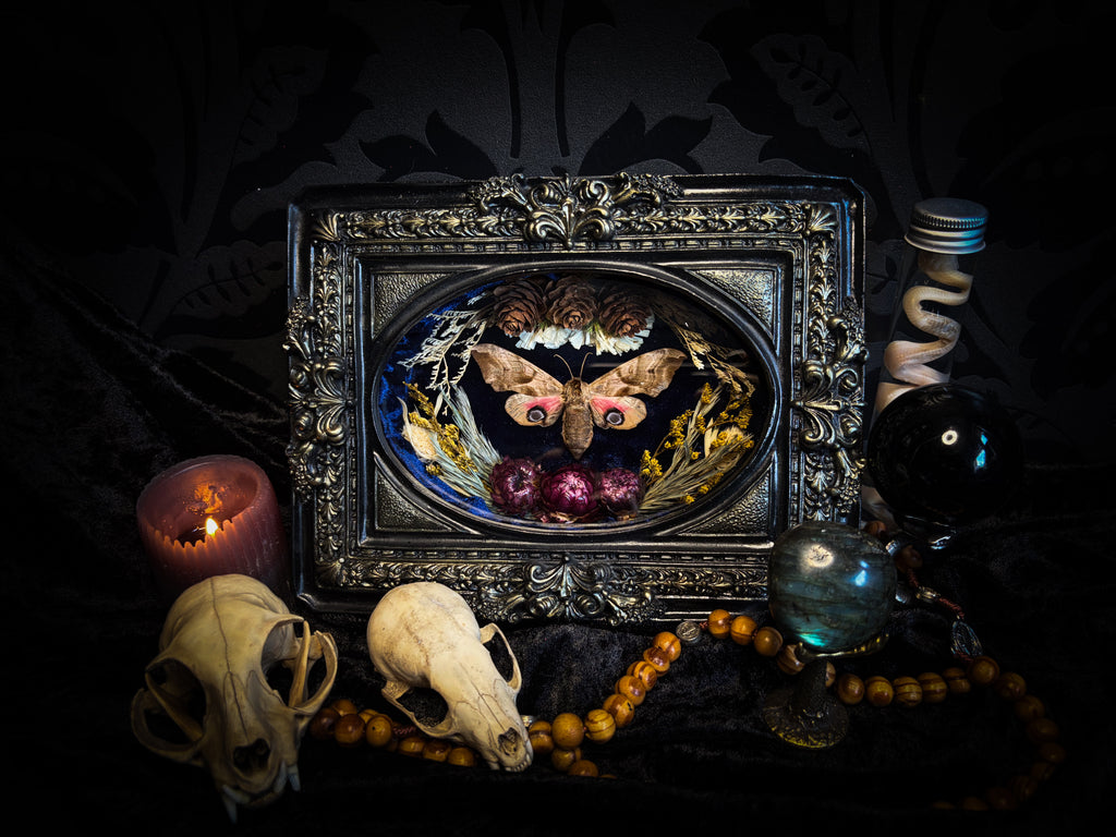 The Dreaming Eye | handmade gothic shadowbox with Smerinthus ocellata hawk-moth, blue velvet background, pine cones and dried flowers | Morbid Oddities
