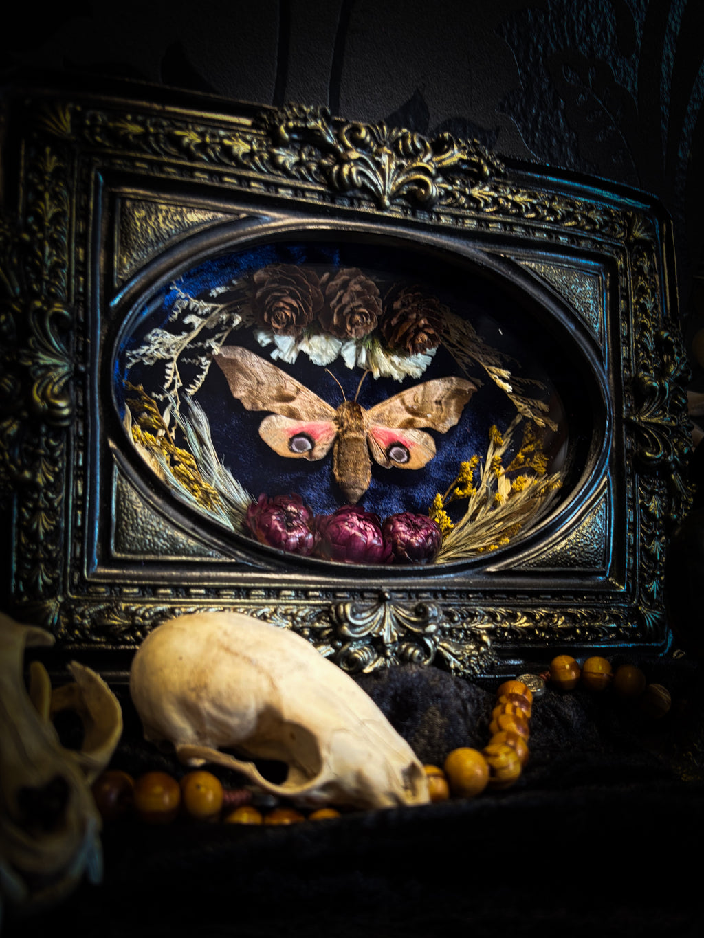 The Dreaming Eye | handmade gothic shadowbox with Smerinthus ocellata hawk-moth, blue velvet background, pine cones and dried flowers | Morbid Oddities
