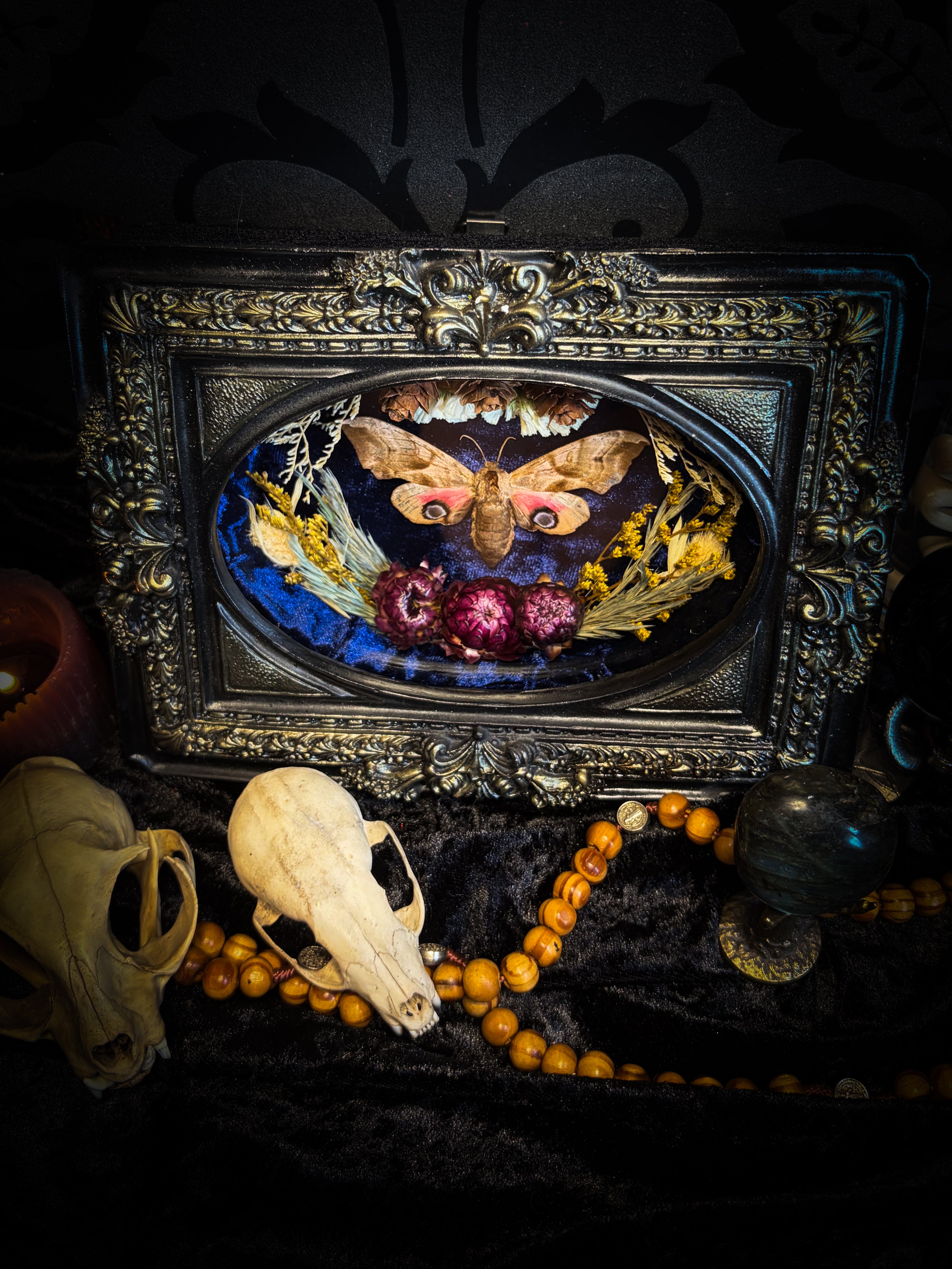 The Dreaming Eye | handmade gothic shadowbox with Smerinthus ocellata hawk-moth, blue velvet background, pine cones and dried flowers | Morbid Oddities
