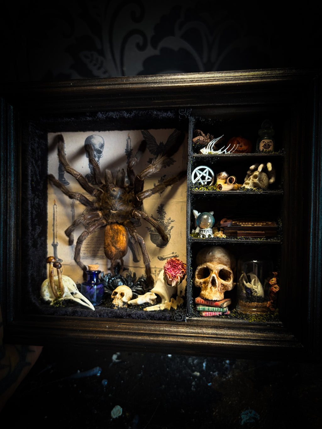 The Curator | handmade witchy shadowbox with real tarantula, ouija board, pentagram, skulls, spell books, glass dome and curiosities, dark wood frame with black velvet | Morbid Oddities