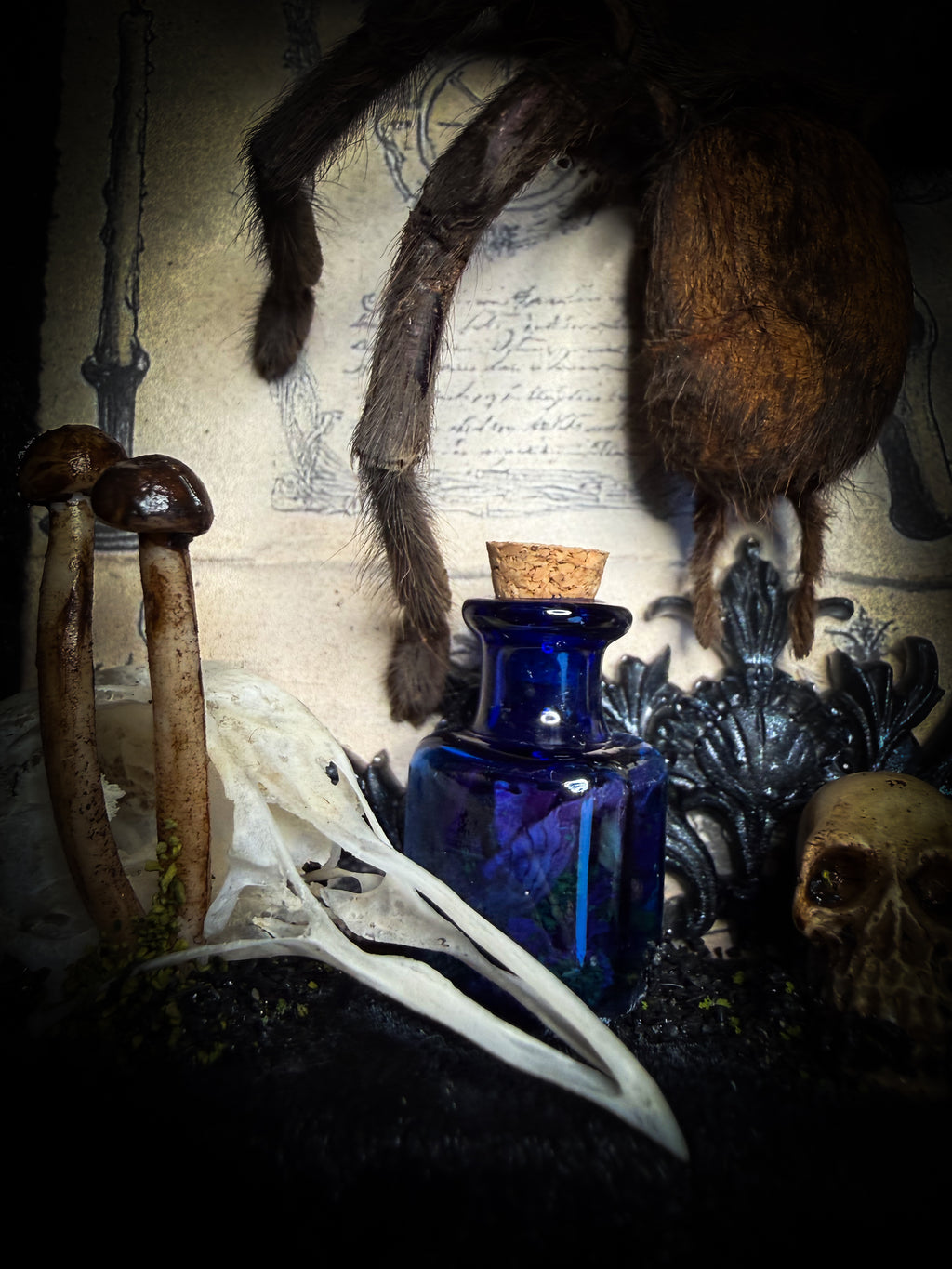 The Curator | handmade witchy shadowbox with real tarantula, ouija board, pentagram, skulls, spell books, glass dome and curiosities, dark wood frame with black velvet | Morbid Oddities