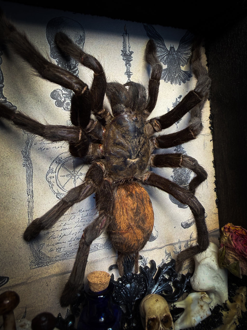 The Curator | handmade witchy shadowbox with real tarantula, ouija board, pentagram, skulls, spell books, glass dome and curiosities, dark wood frame with black velvet | Morbid Oddities