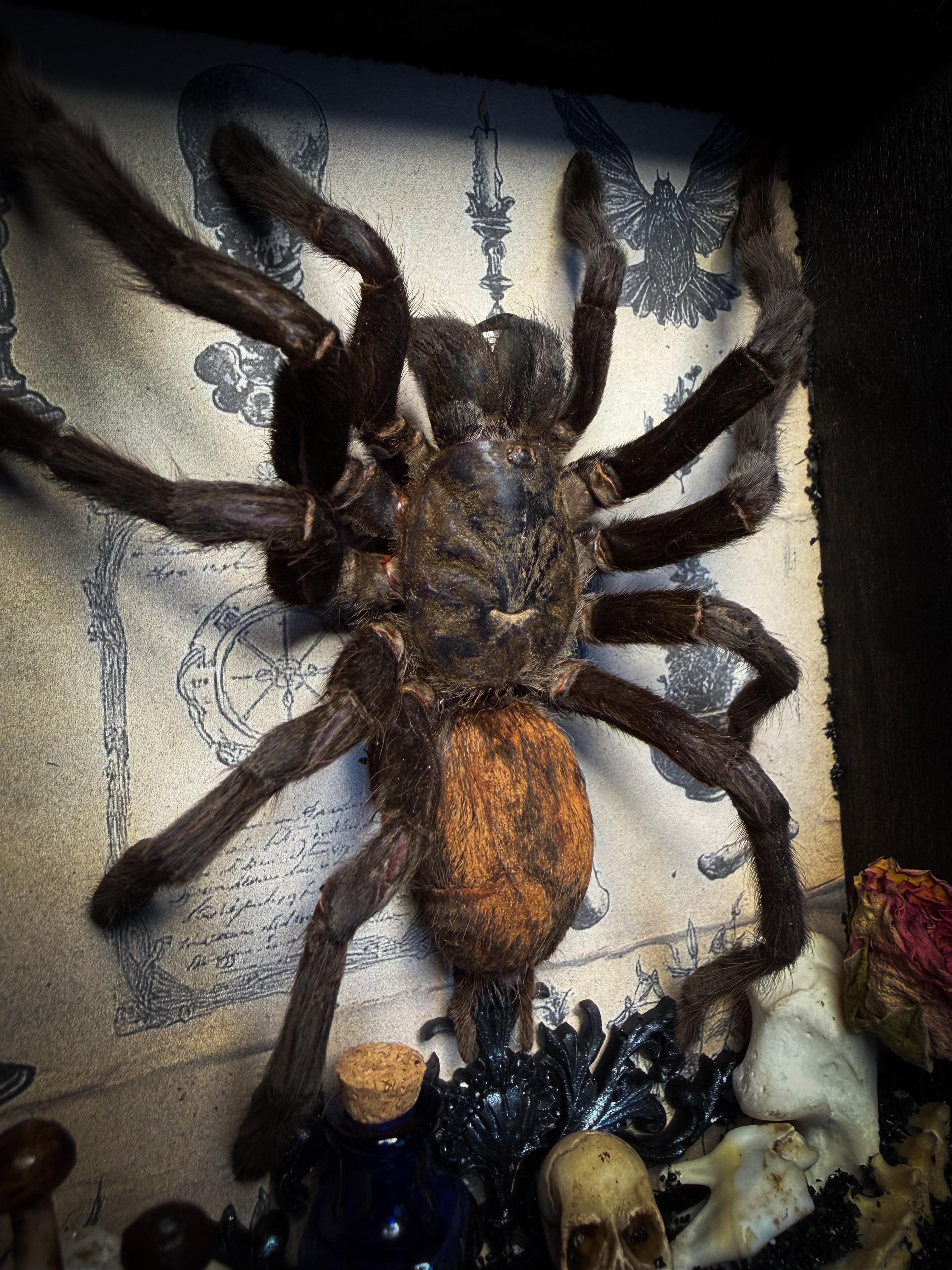 The Curator | handmade witchy shadowbox with real tarantula, ouija board, pentagram, skulls, spell books, glass dome and curiosities, dark wood frame with black velvet | Morbid Oddities