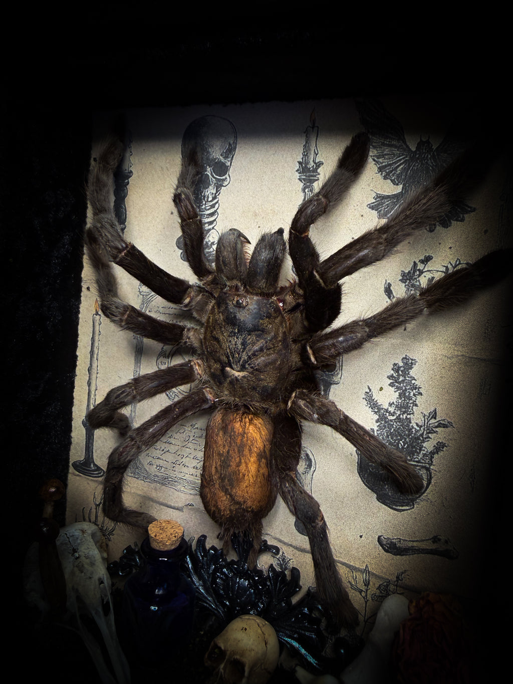 The Curator | handmade witchy shadowbox with real tarantula, ouija board, pentagram, skulls, spell books, glass dome and curiosities, dark wood frame with black velvet | Morbid Oddities