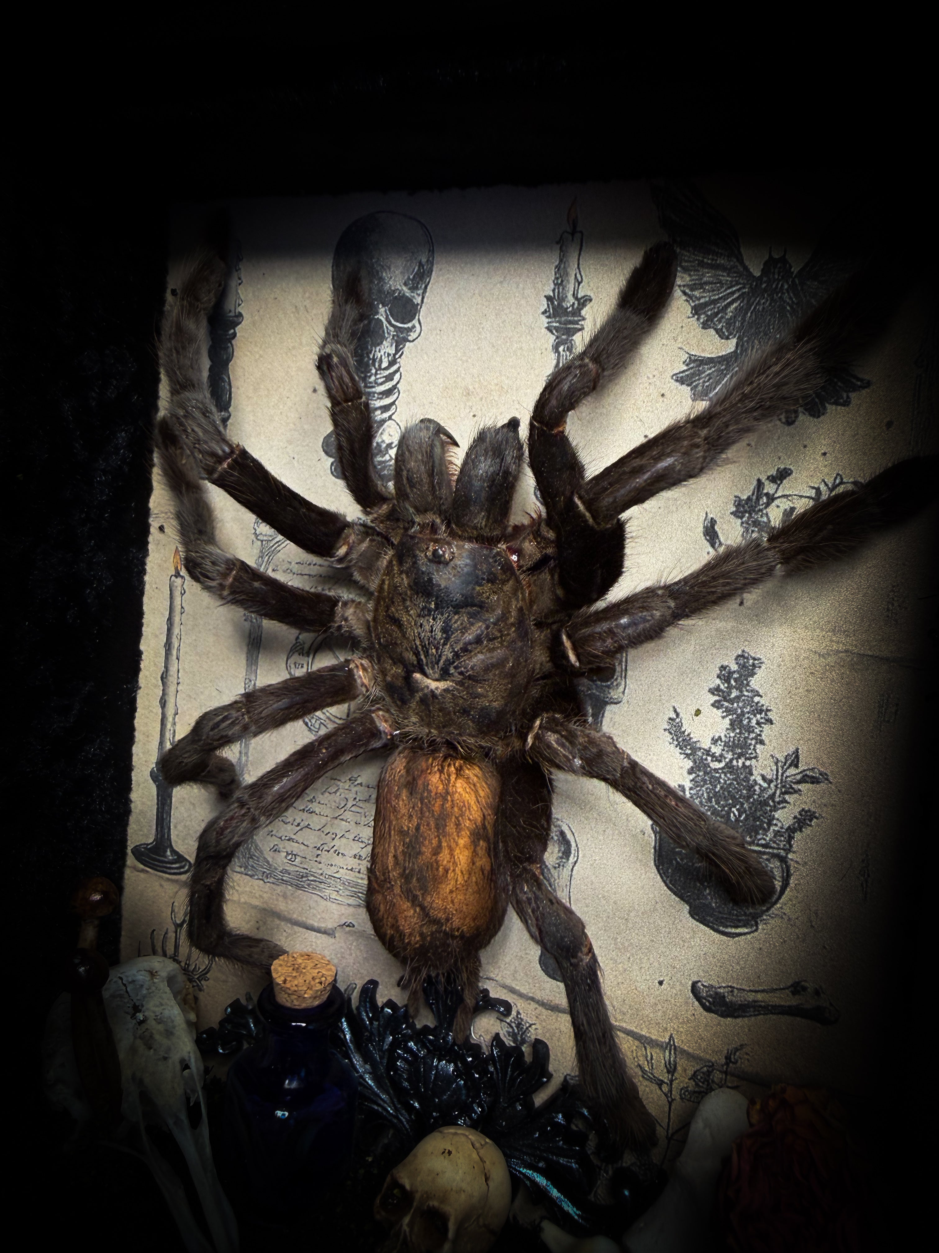 The Curator | handmade witchy shadowbox with real tarantula, ouija board, pentagram, skulls, spell books, glass dome and curiosities, dark wood frame with black velvet | Morbid Oddities