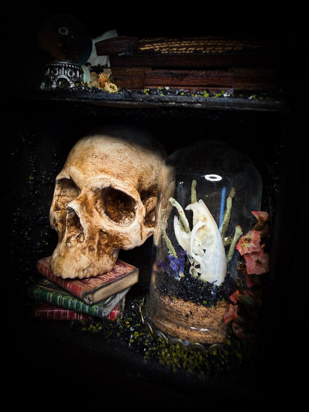The Curator | handmade witchy shadowbox with real tarantula, ouija board, pentagram, skulls, spell books, glass dome and curiosities, dark wood frame with black velvet | Morbid Oddities