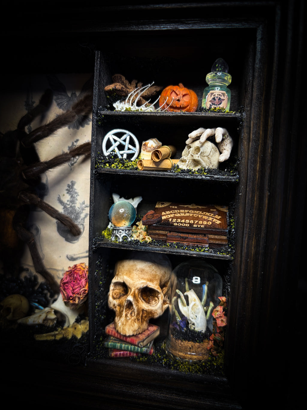 The Curator | handmade witchy shadowbox with real tarantula, ouija board, pentagram, skulls, spell books, glass dome and curiosities, dark wood frame with black velvet | Morbid Oddities