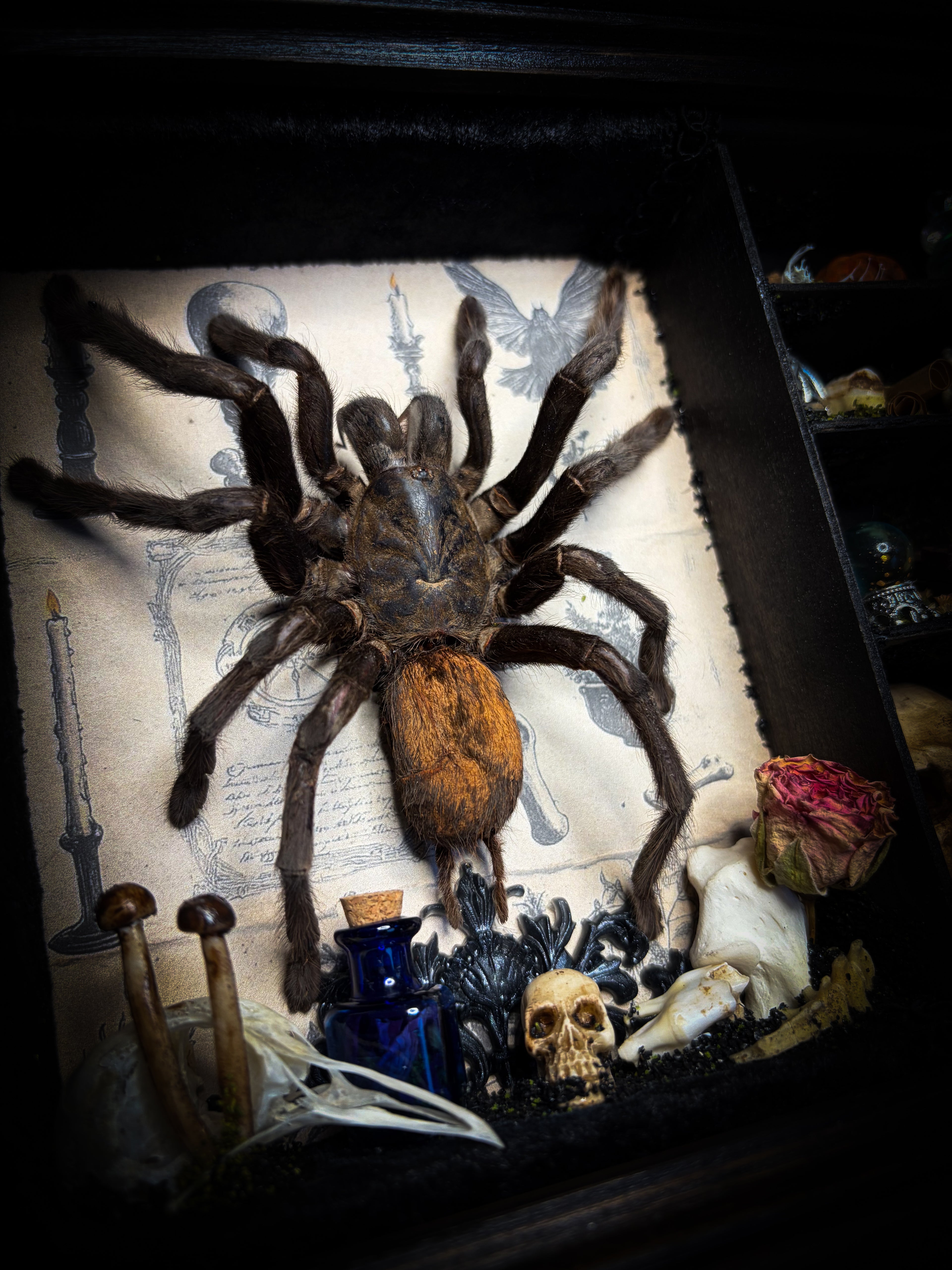 The Curator | handmade witchy shadowbox with real tarantula, ouija board, pentagram, skulls, spell books, glass dome and curiosities, dark wood frame with black velvet | Morbid Oddities