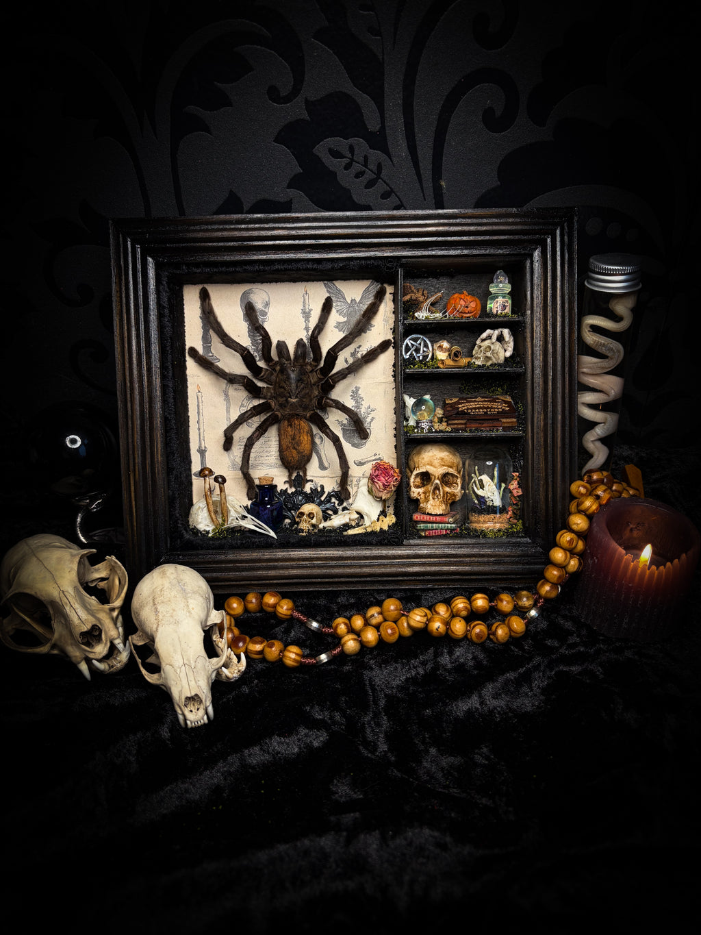 The Curator | handmade witchy shadowbox with real tarantula, ouija board, pentagram, skulls, spell books, glass dome and curiosities, dark wood frame with black velvet | Morbid Oddities