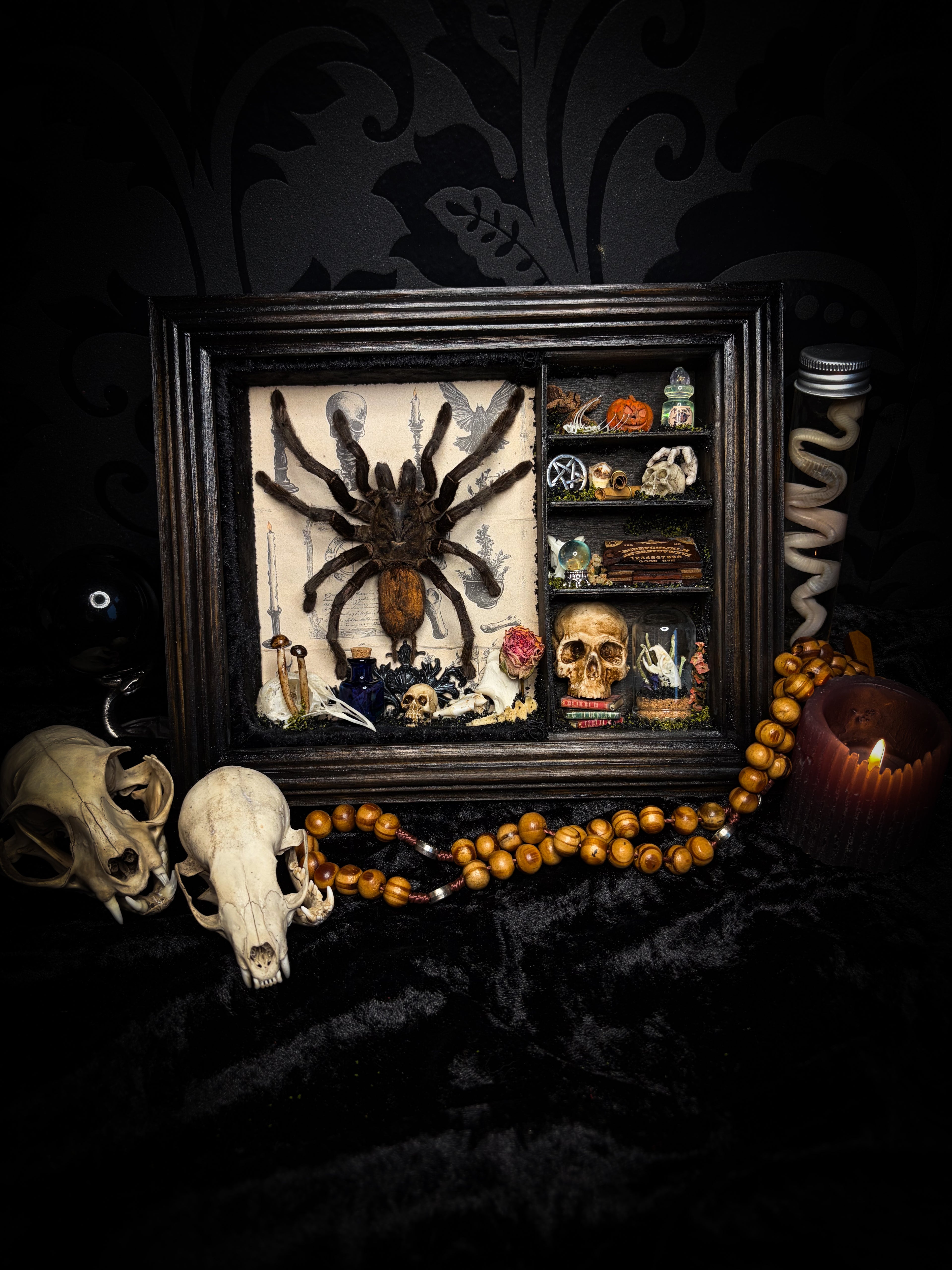 The Curator | handmade witchy shadowbox with real tarantula, ouija board, pentagram, skulls, spell books, glass dome and curiosities, dark wood frame with black velvet | Morbid Oddities