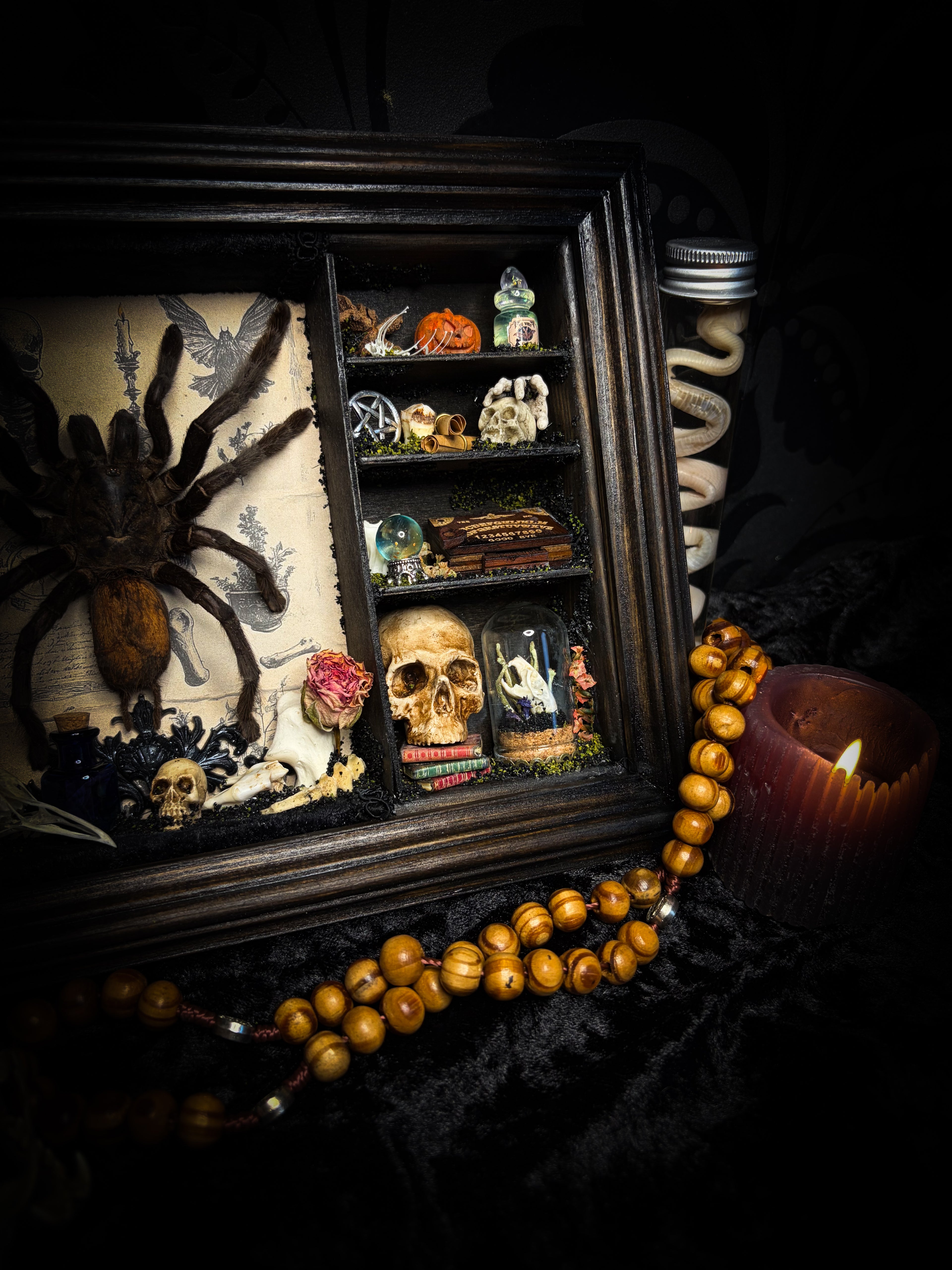 The Curator | handmade witchy shadowbox with real tarantula, ouija board, pentagram, skulls, spell books, glass dome and curiosities, dark wood frame with black velvet | Morbid Oddities