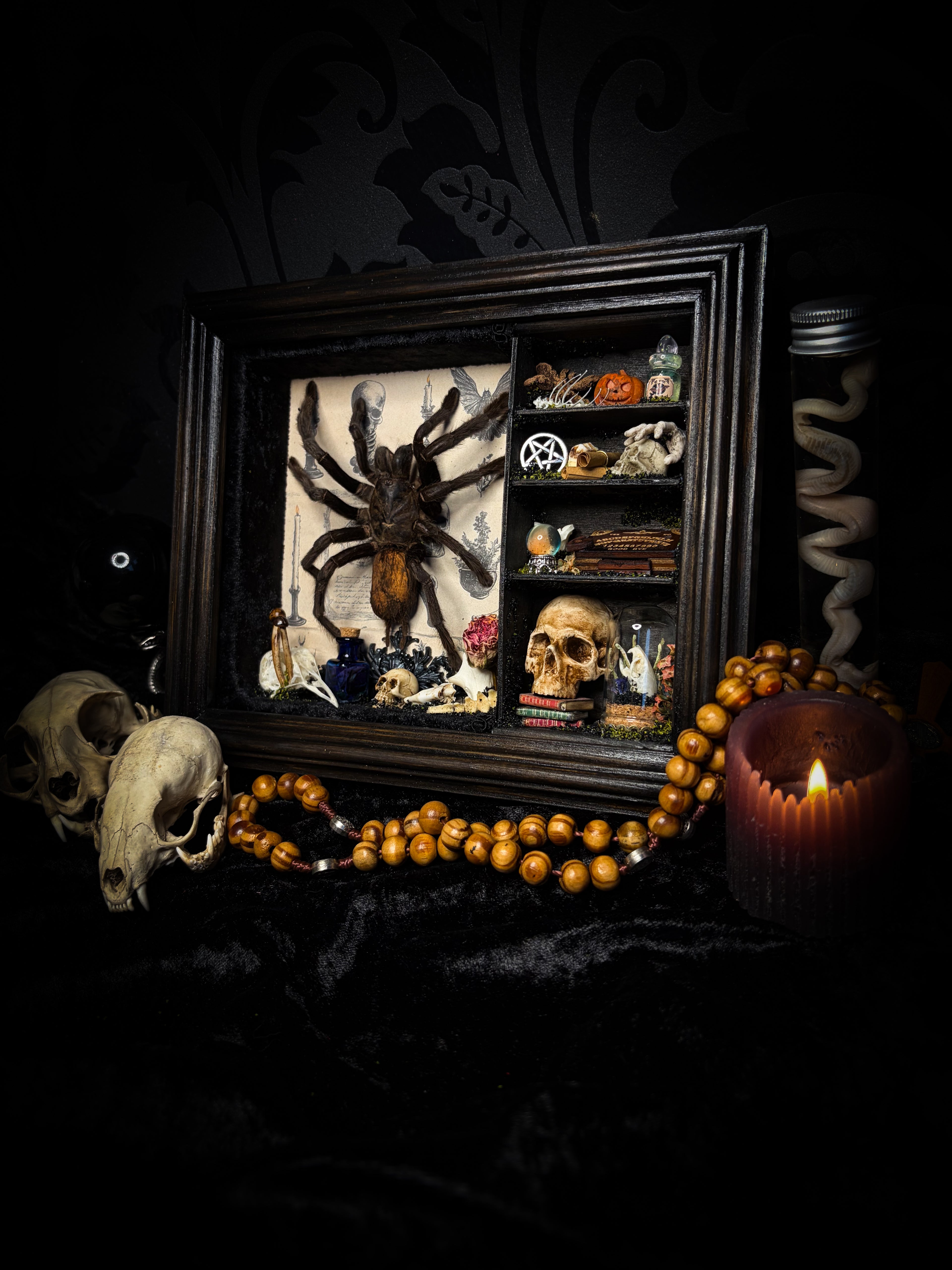 The Curator | handmade witchy shadowbox with real tarantula, ouija board, pentagram, skulls, spell books, glass dome and curiosities, dark wood frame with black velvet | Morbid Oddities