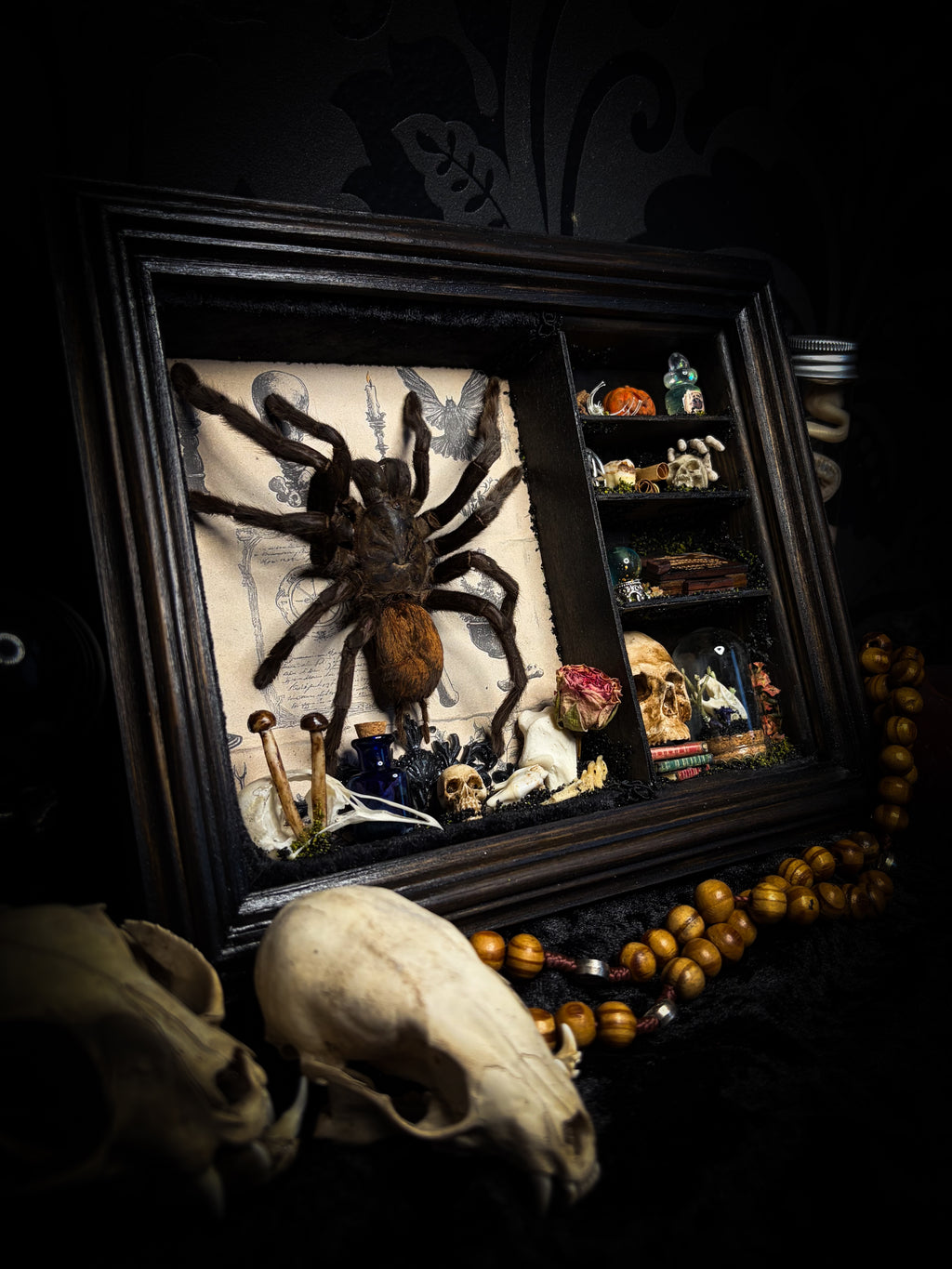The Curator | handmade witchy shadowbox with real tarantula, ouija board, pentagram, skulls, spell books, glass dome and curiosities, dark wood frame with black velvet | Morbid Oddities