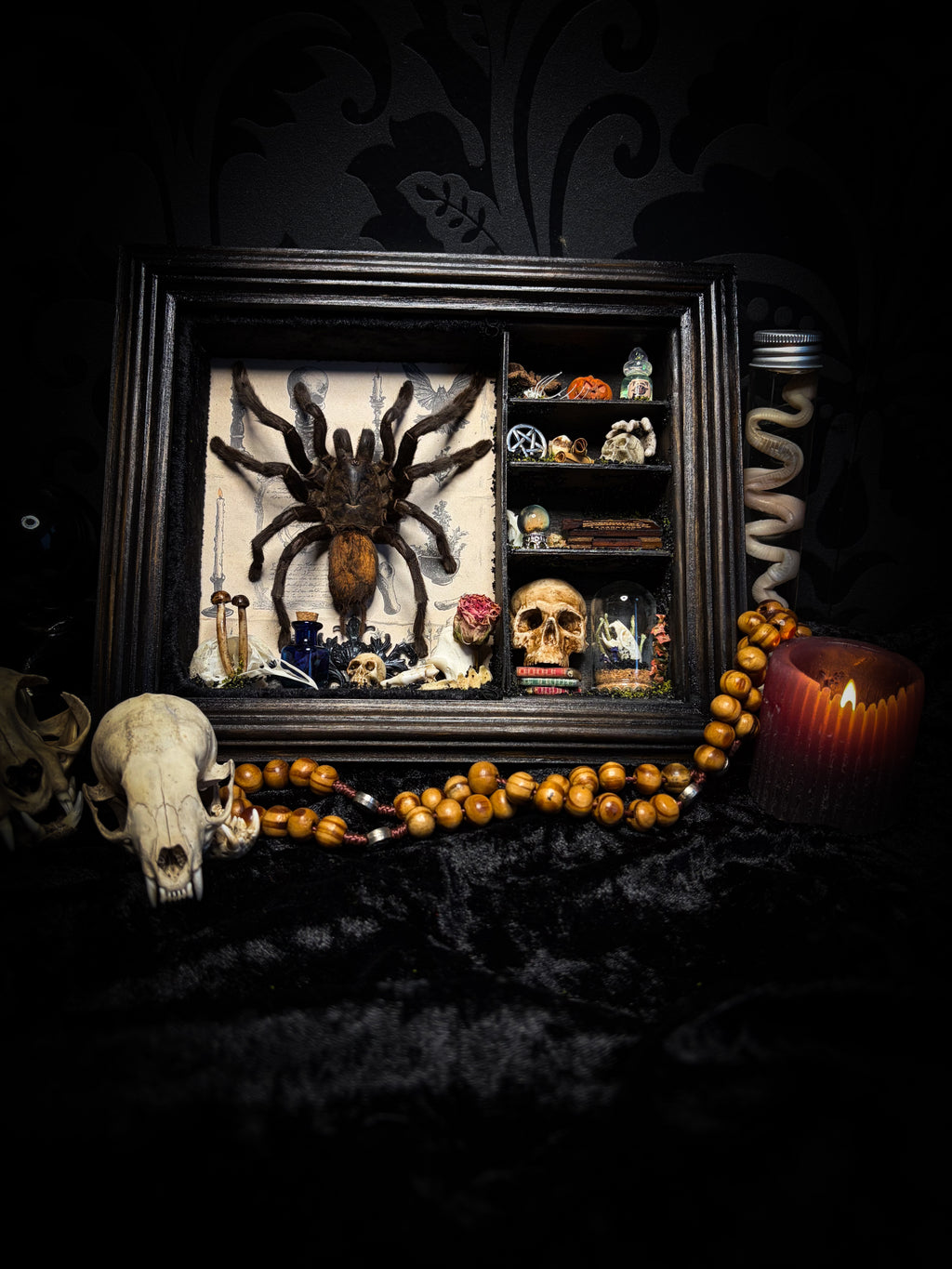 The Curator | handmade witchy shadowbox with real tarantula, ouija board, pentagram, skulls, spell books, glass dome and curiosities, dark wood frame with black velvet | Morbid Oddities