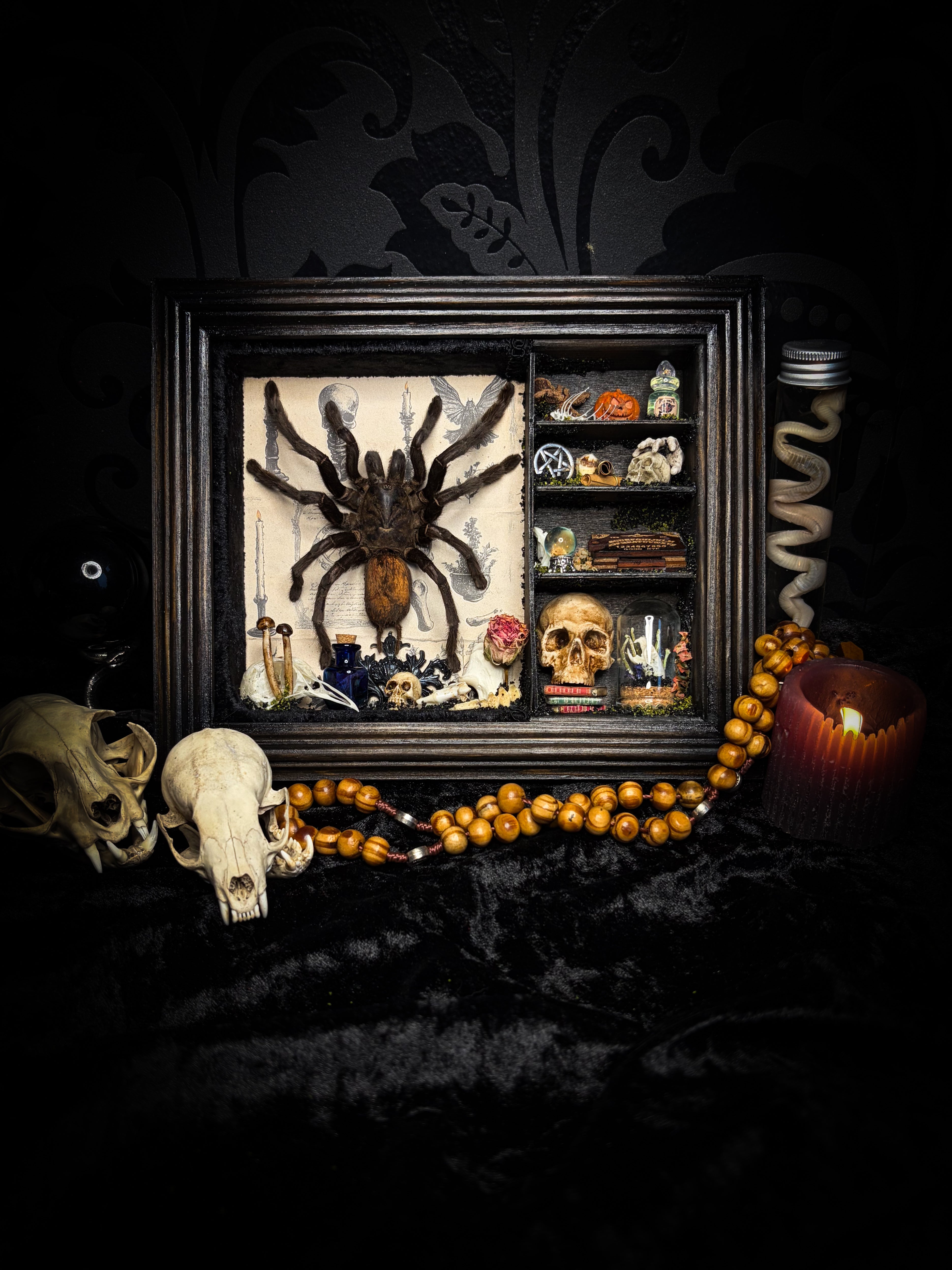 The Curator | handmade witchy shadowbox with real tarantula, ouija board, pentagram, skulls, spell books, glass dome and curiosities, dark wood frame with black velvet | Morbid Oddities