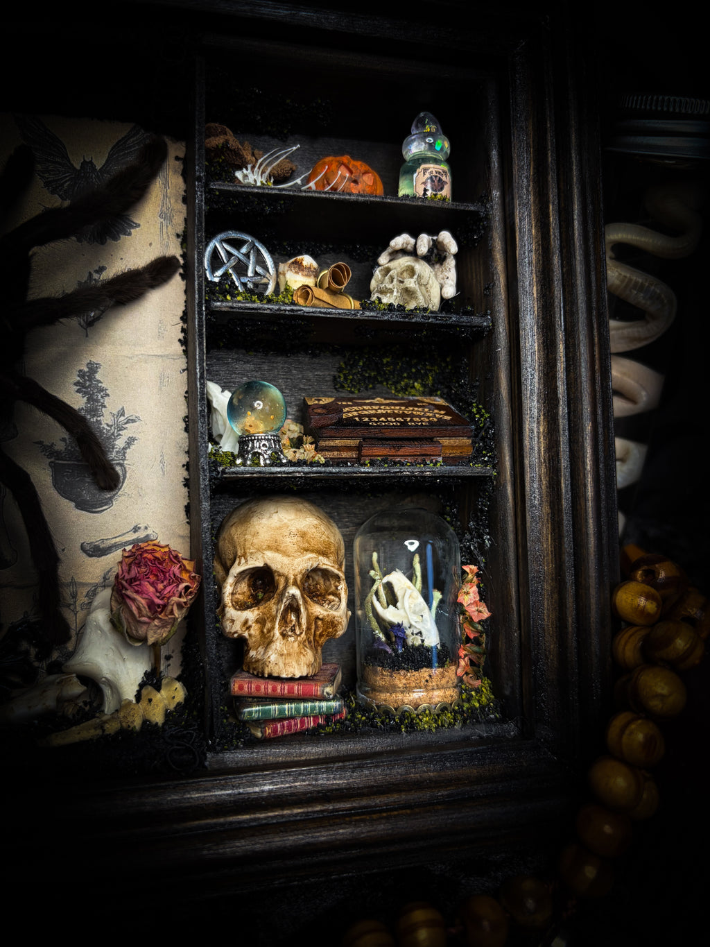 The Curator | handmade witchy shadowbox with real tarantula, ouija board, pentagram, skulls, spell books, glass dome and curiosities, dark wood frame with black velvet | Morbid Oddities