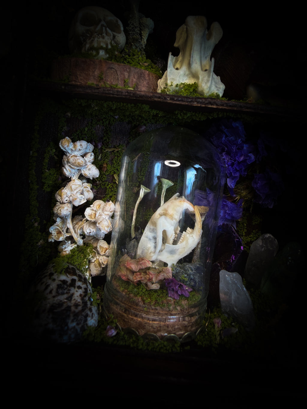 The Alchemist | handmade witchy shadowbox with Actias luna moth, green crystals, snake skin bottle, glass dome, oil lamp and curiosities, dark wood frame with brown velvet and moth corner brackets | Morbid Oddities
