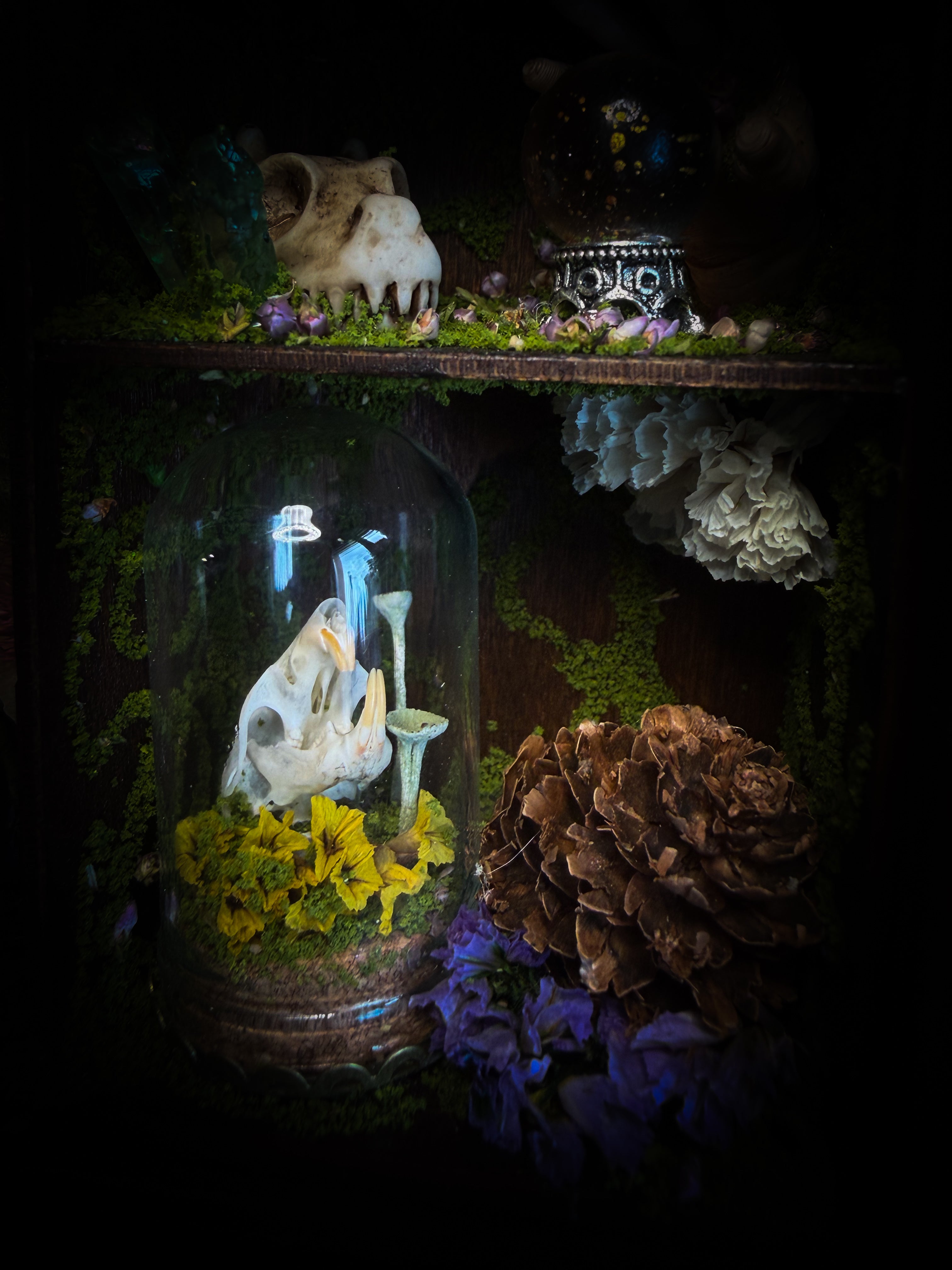 The Apothecary | handmade witchy shadowbox with two real lantern bugs Pyrops synavei and Pyrops pyrorhynchus, bat skull, pigeon skull, crystals, snake skin bottles and curiosities, dark wood frame | Morbid Oddities
