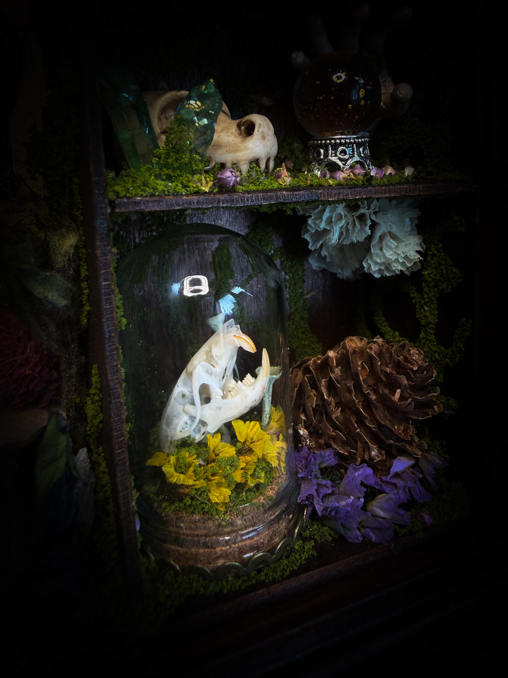 The Apothecary | handmade witchy shadowbox with two real lantern bugs Pyrops synavei and Pyrops pyrorhynchus, bat skull, pigeon skull, crystals, snake skin bottles and curiosities, dark wood frame | Morbid Oddities
