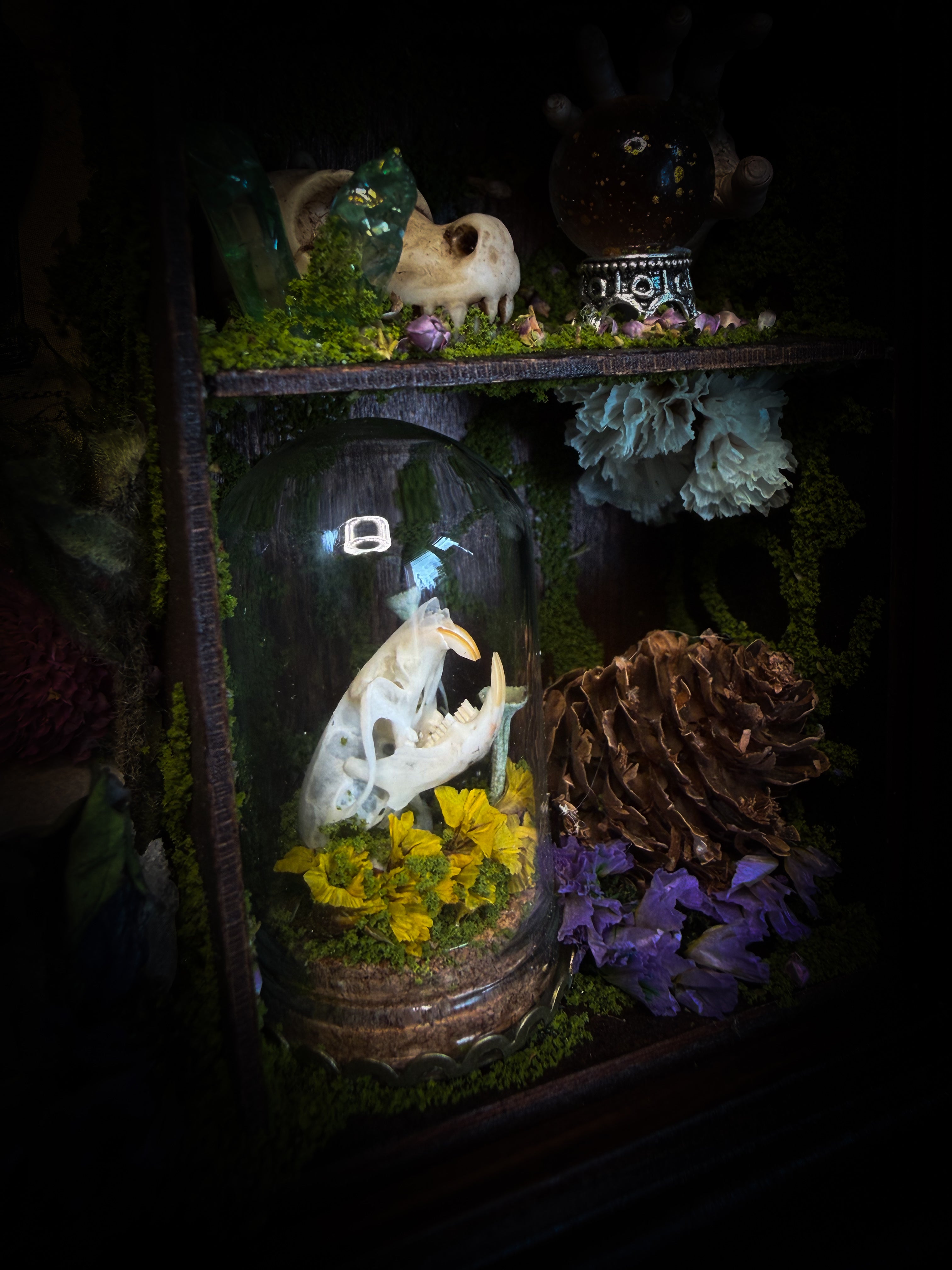The Apothecary | handmade witchy shadowbox with two real lantern bugs Pyrops synavei and Pyrops pyrorhynchus, bat skull, pigeon skull, crystals, snake skin bottles and curiosities, dark wood frame | Morbid Oddities

