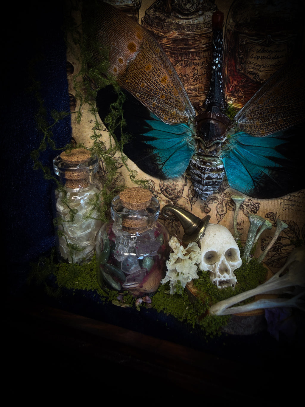 The Apothecary | handmade witchy shadowbox with two real lantern bugs Pyrops synavei and Pyrops pyrorhynchus, bat skull, pigeon skull, crystals, snake skin bottles and curiosities, dark wood frame | Morbid Oddities
