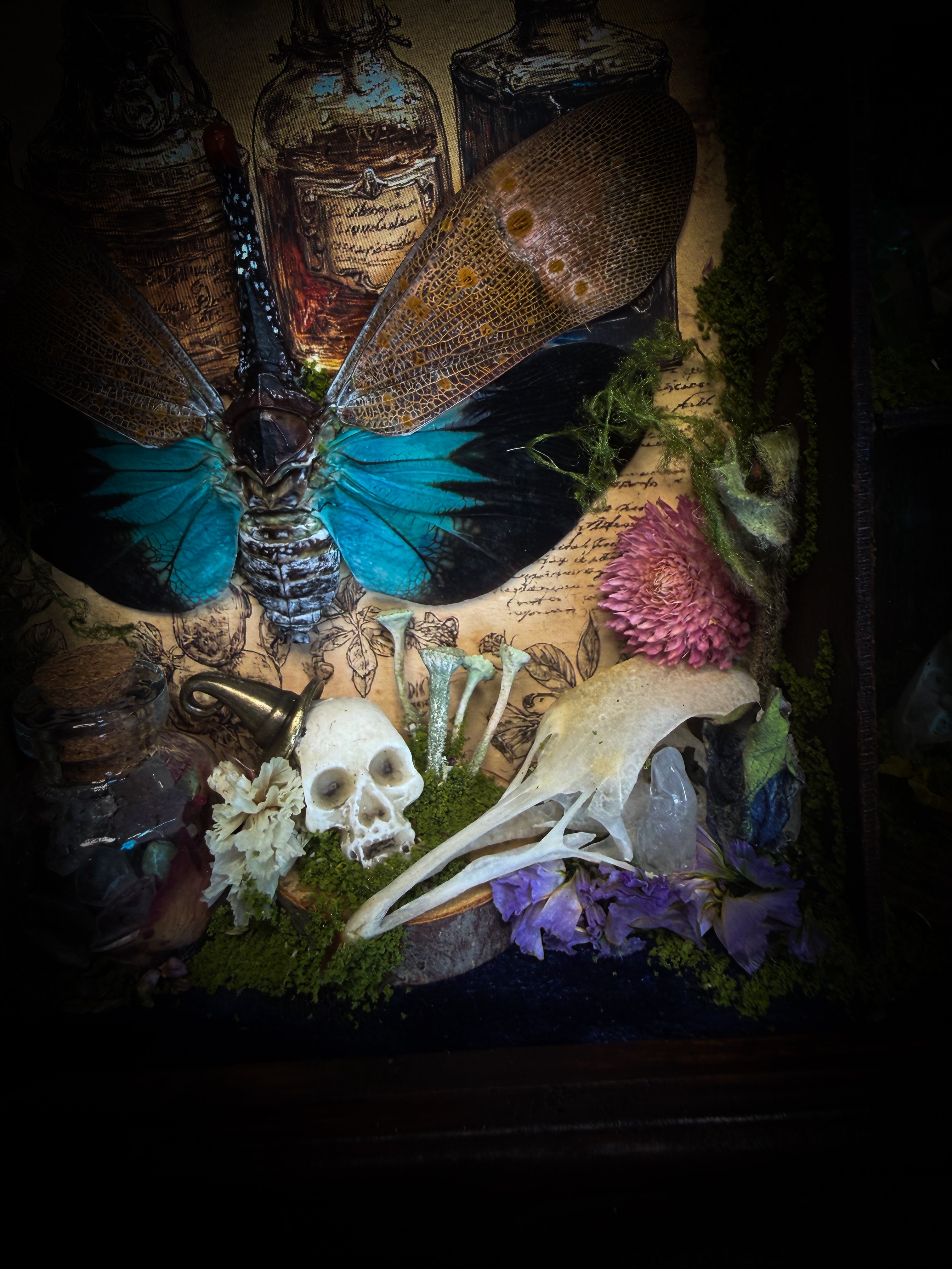 The Apothecary | handmade witchy shadowbox with two real lantern bugs Pyrops synavei and Pyrops pyrorhynchus, bat skull, pigeon skull, crystals, snake skin bottles and curiosities, dark wood frame | Morbid Oddities
